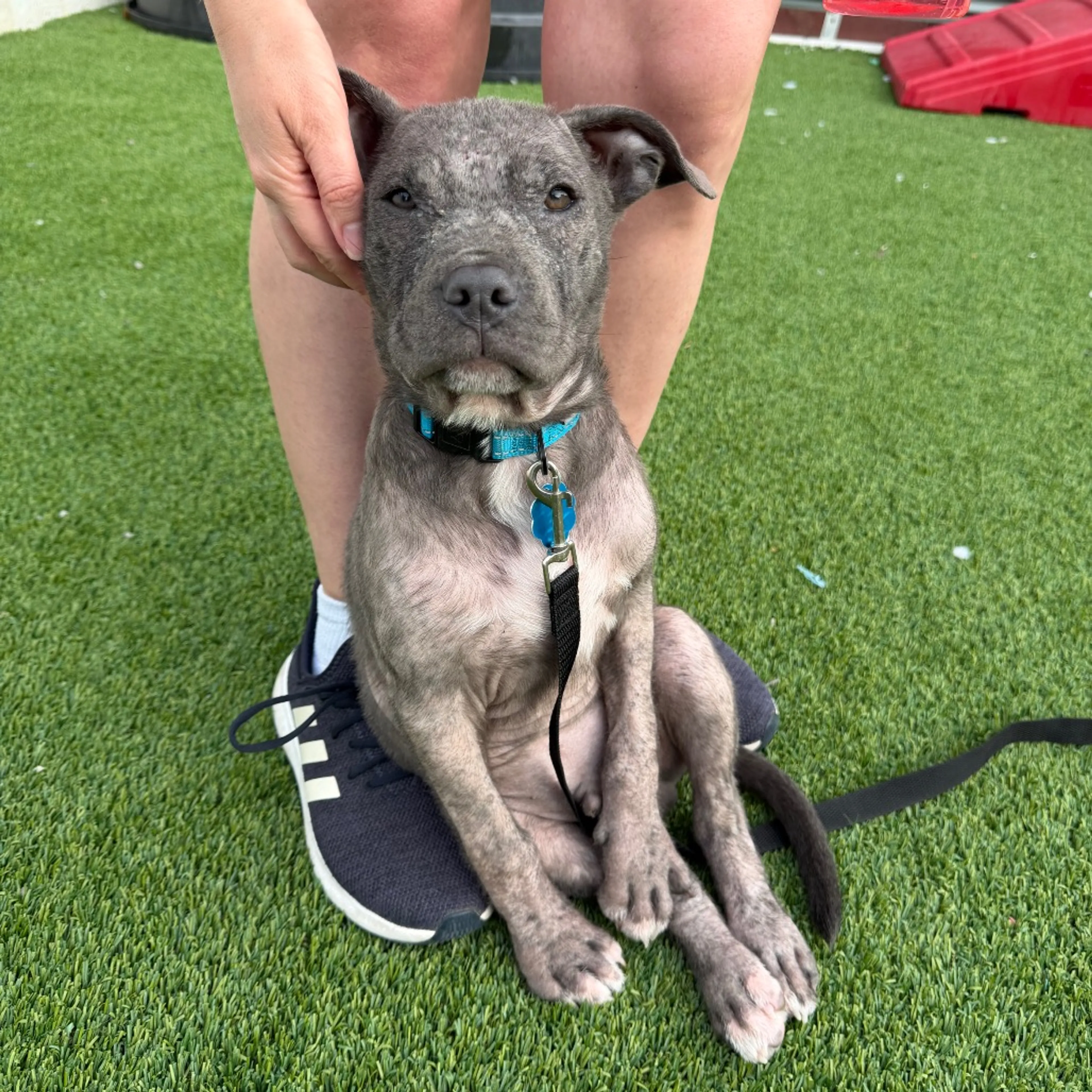 Found pet-4