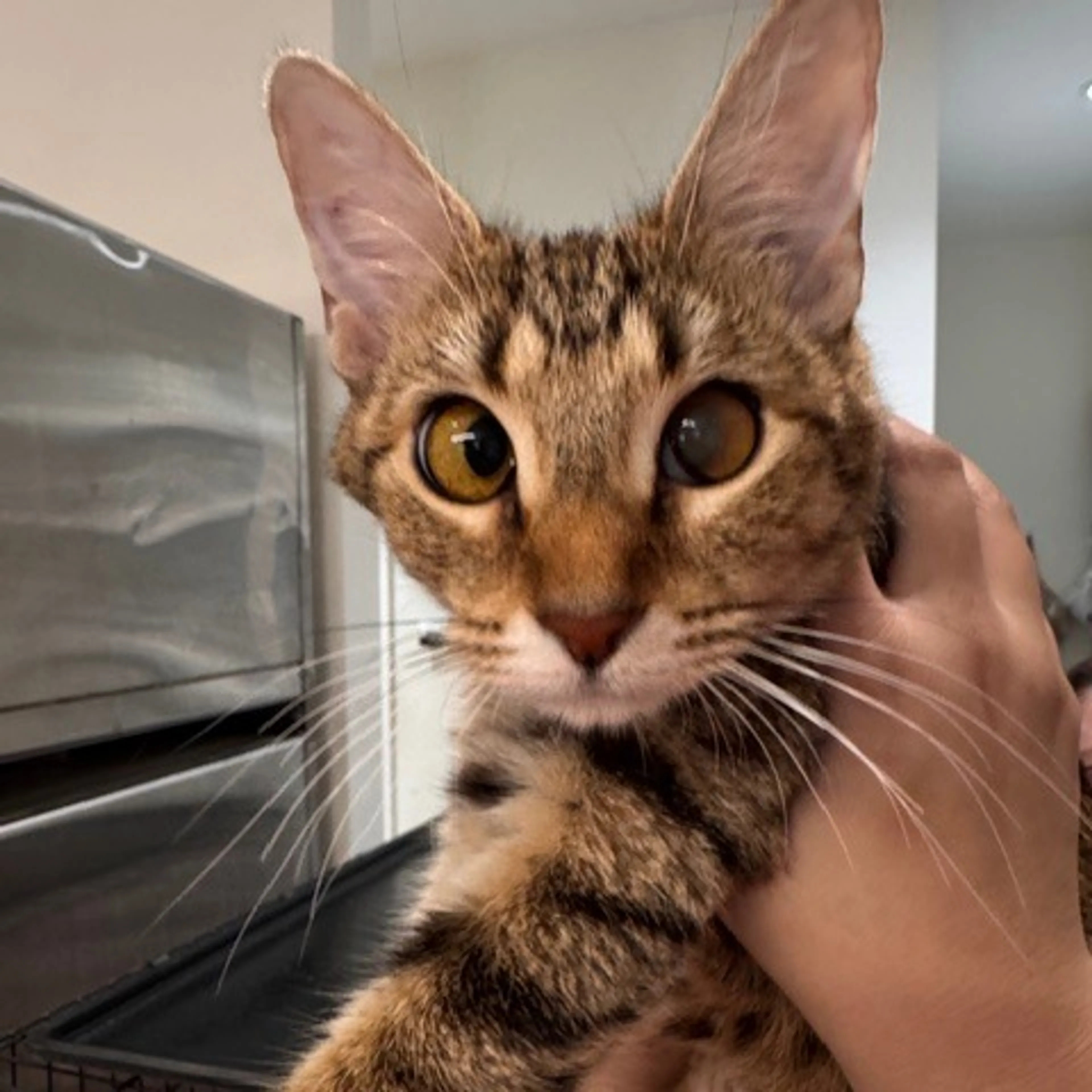 Found pet-2