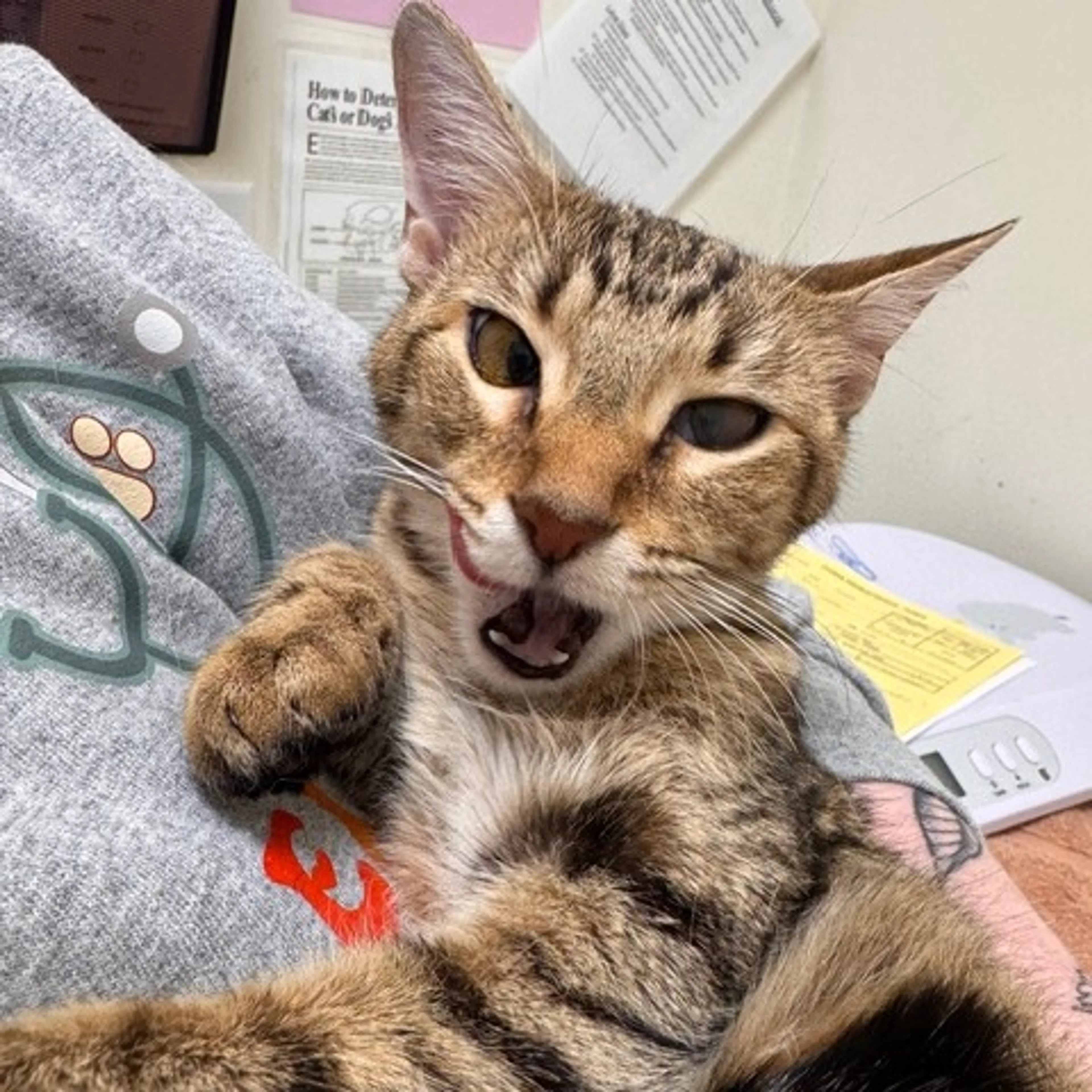 Found pet-1