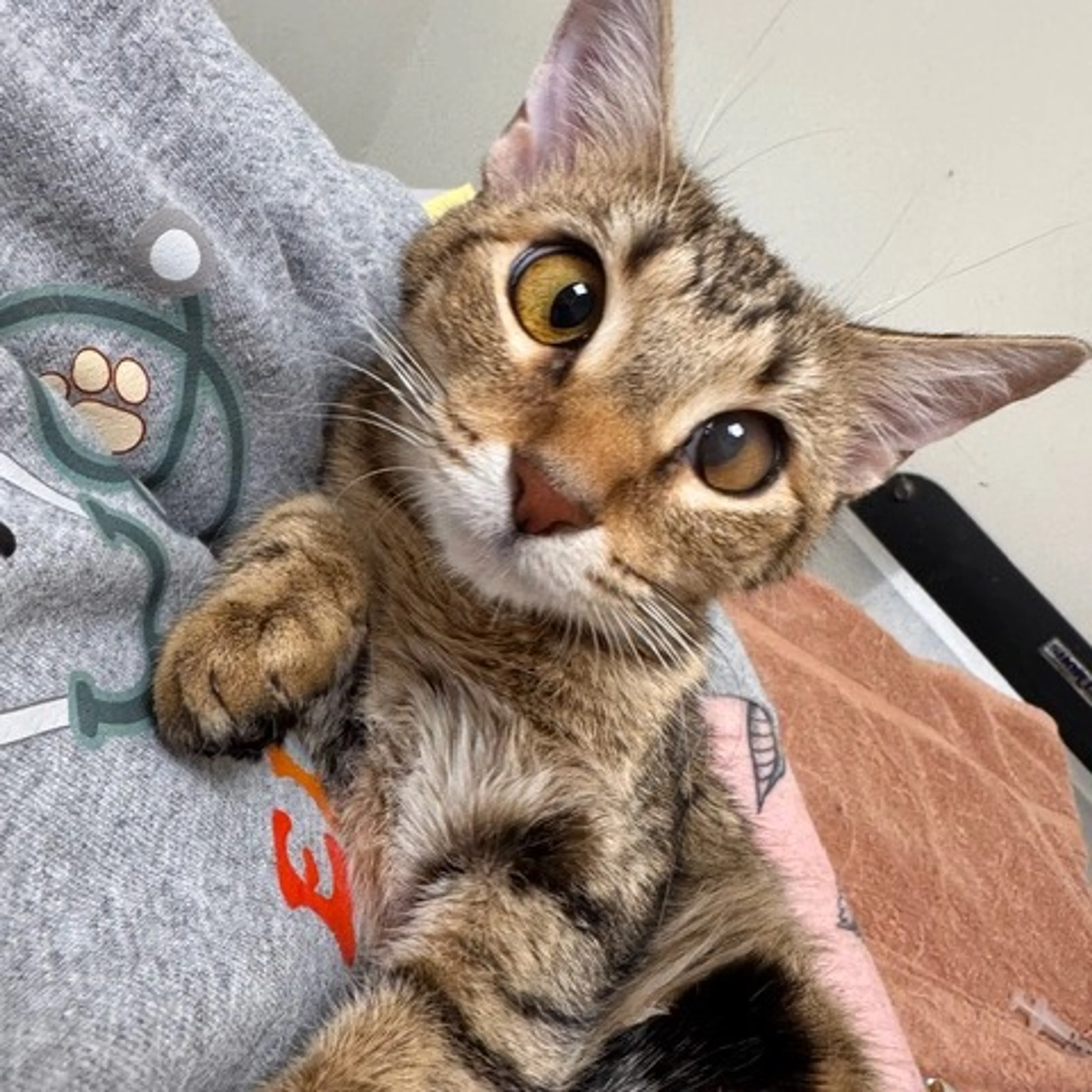 Found pet-0