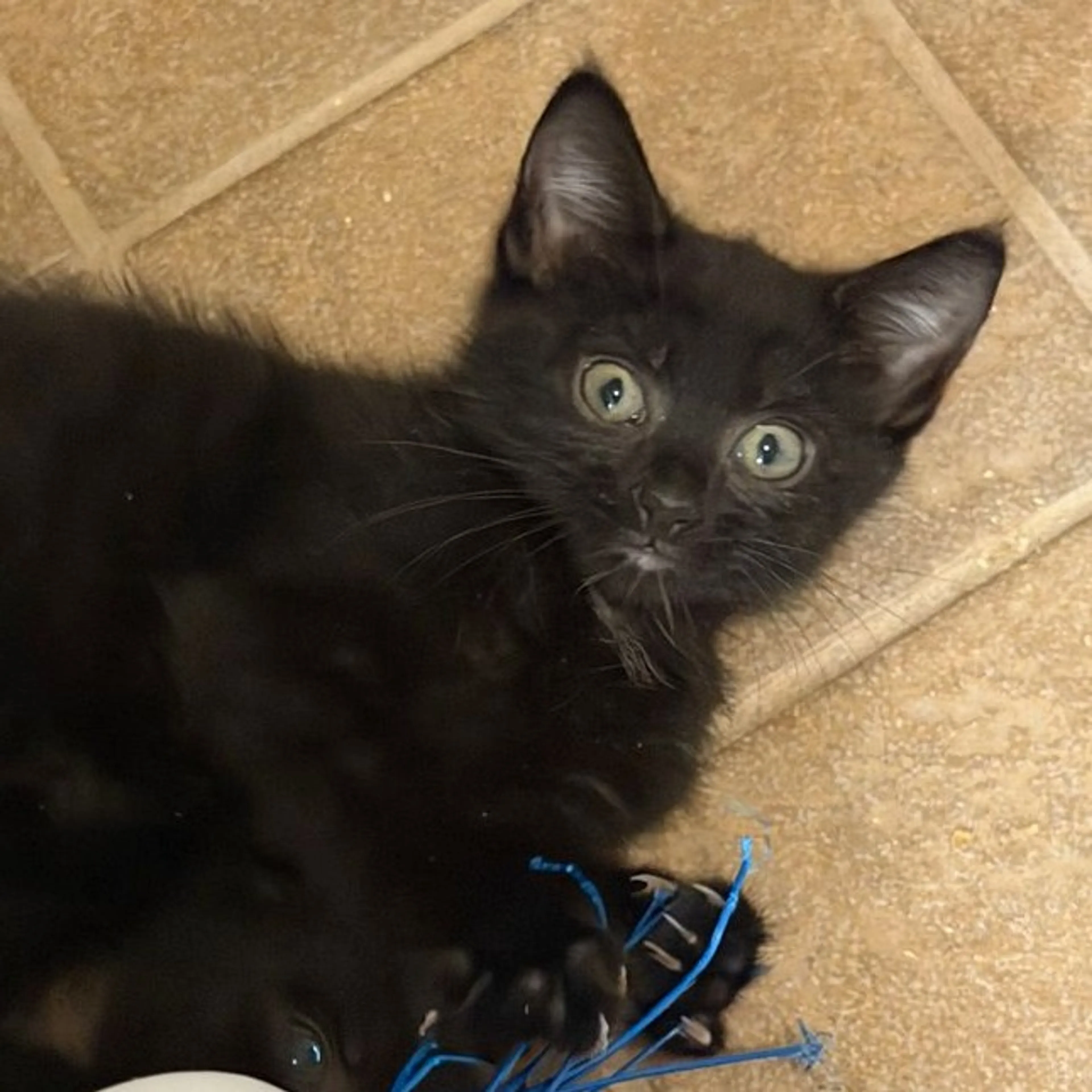 Found pet-2