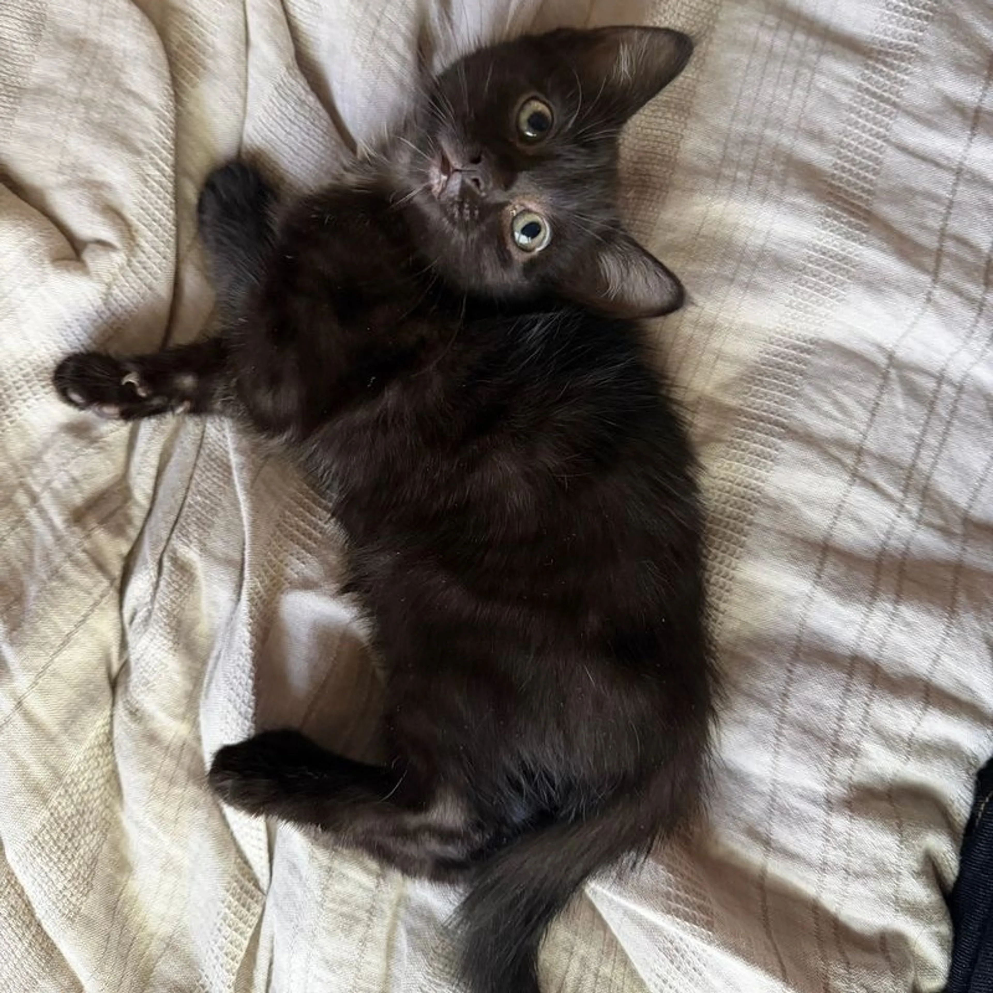 Found pet-1