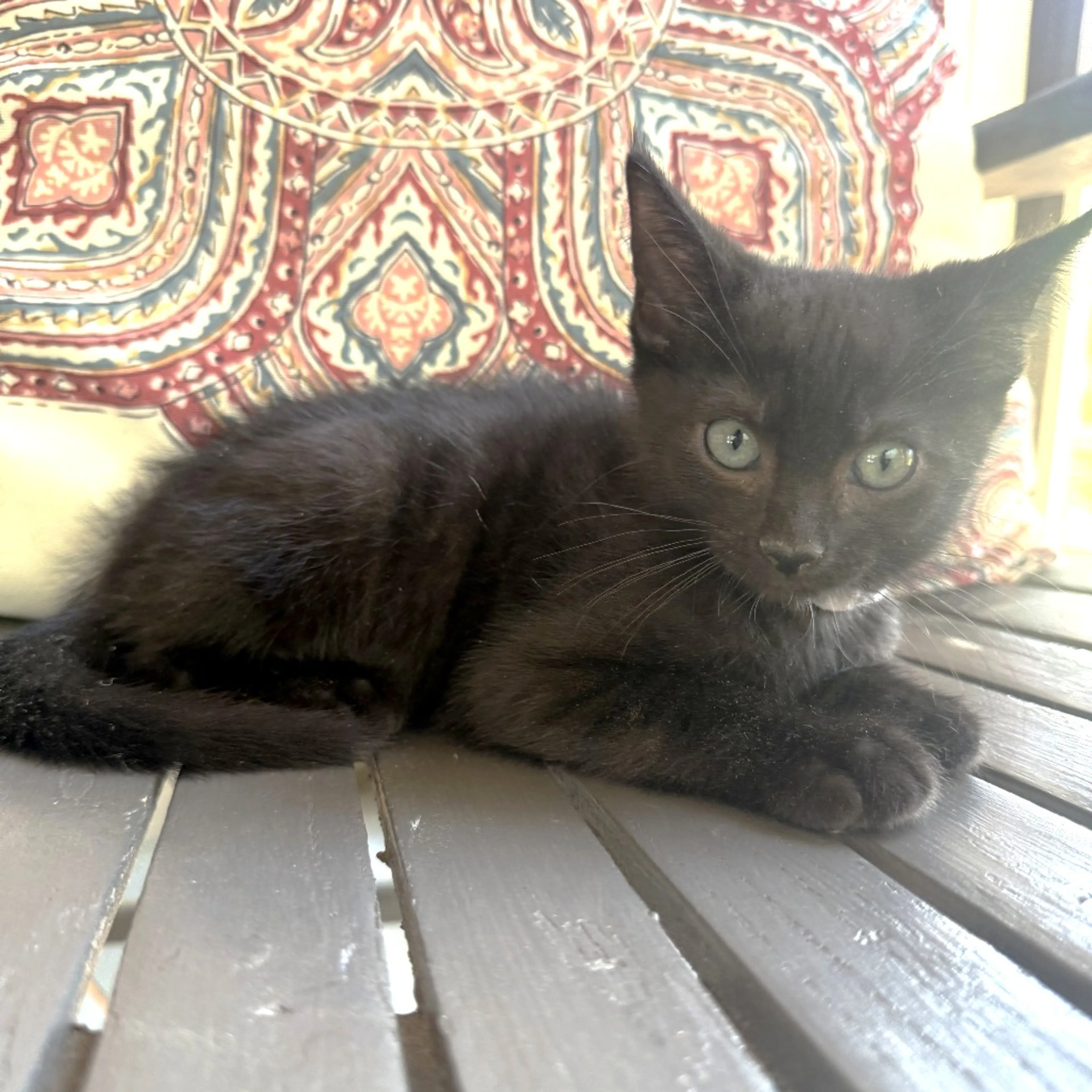 Found pet-0