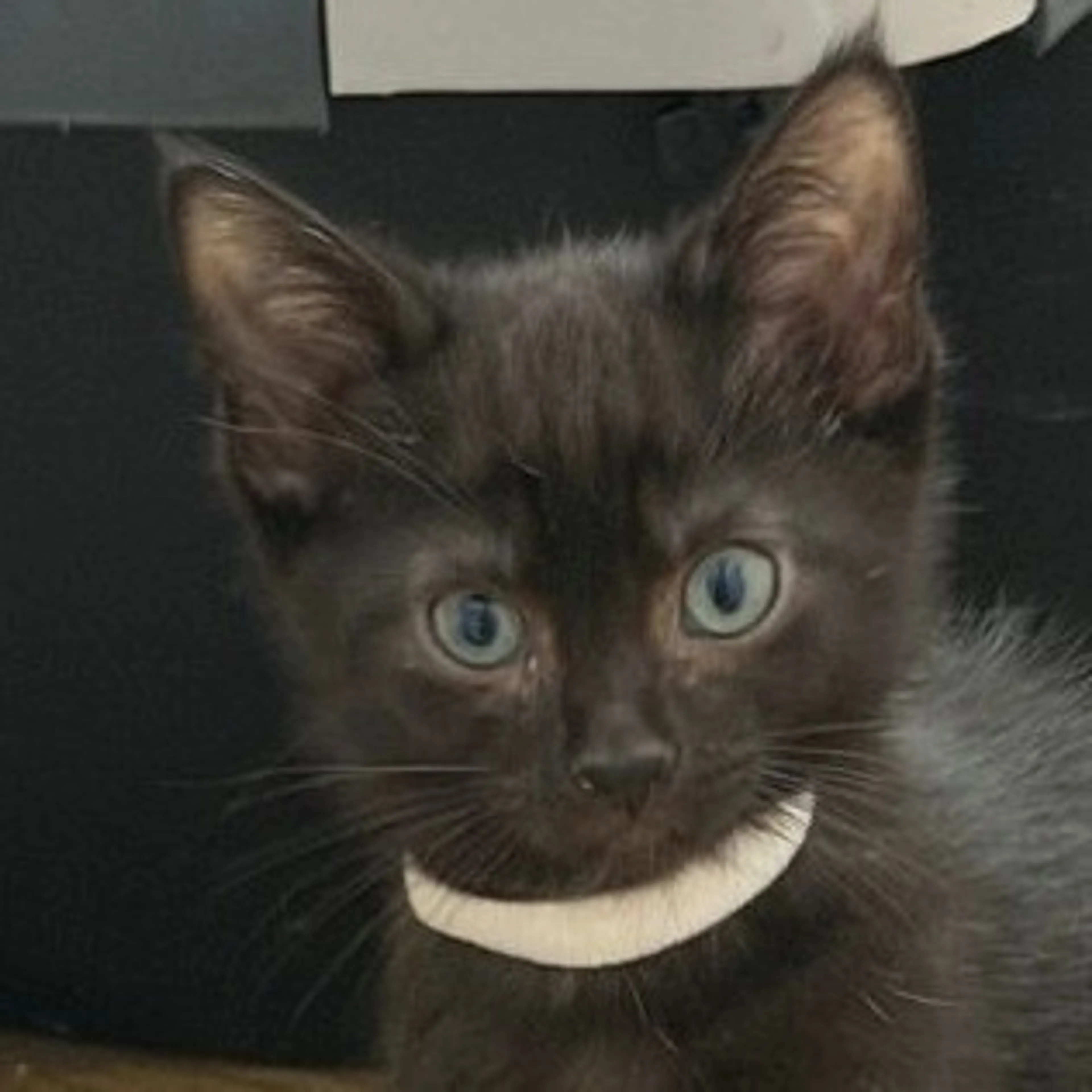 Found pet-1