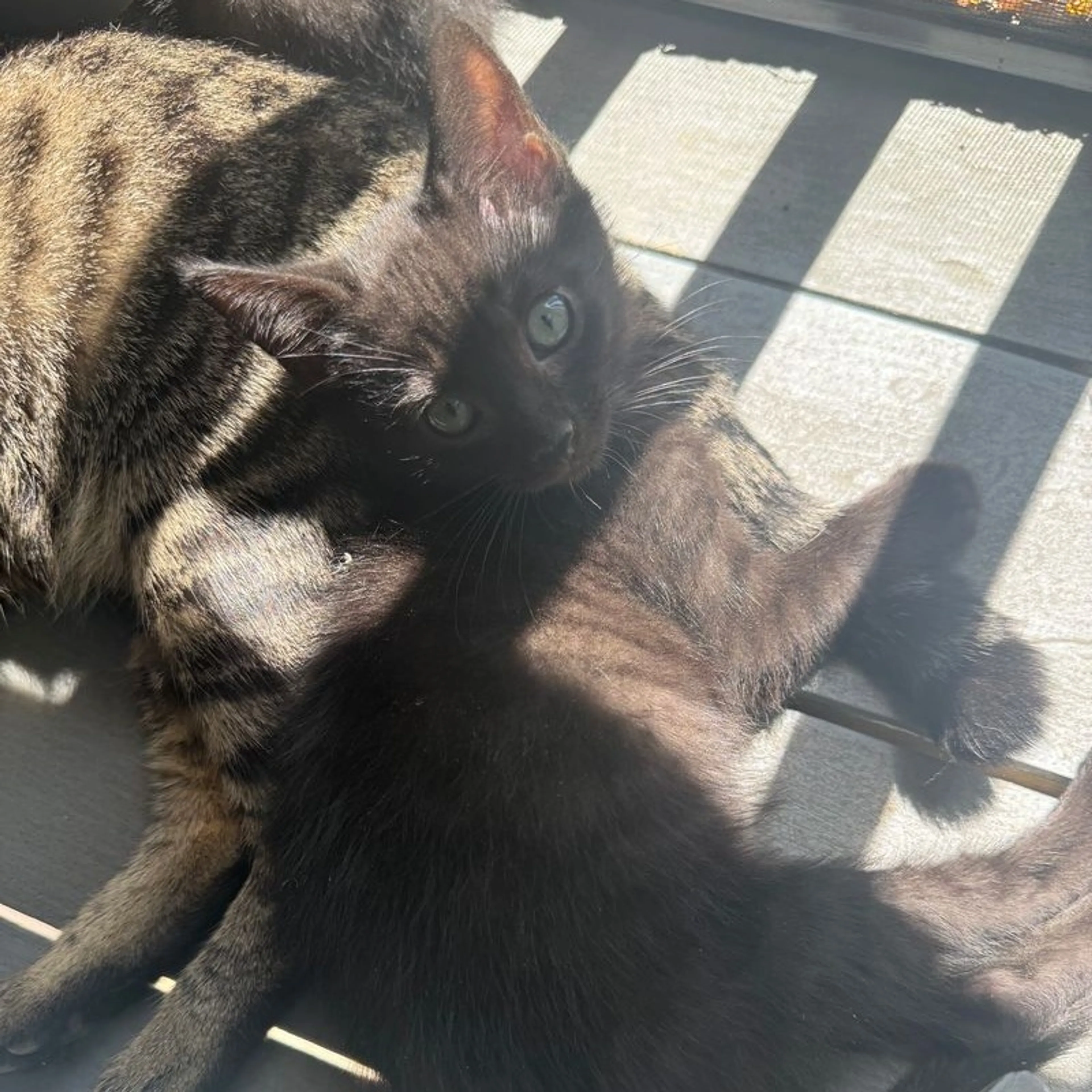Found pet-2