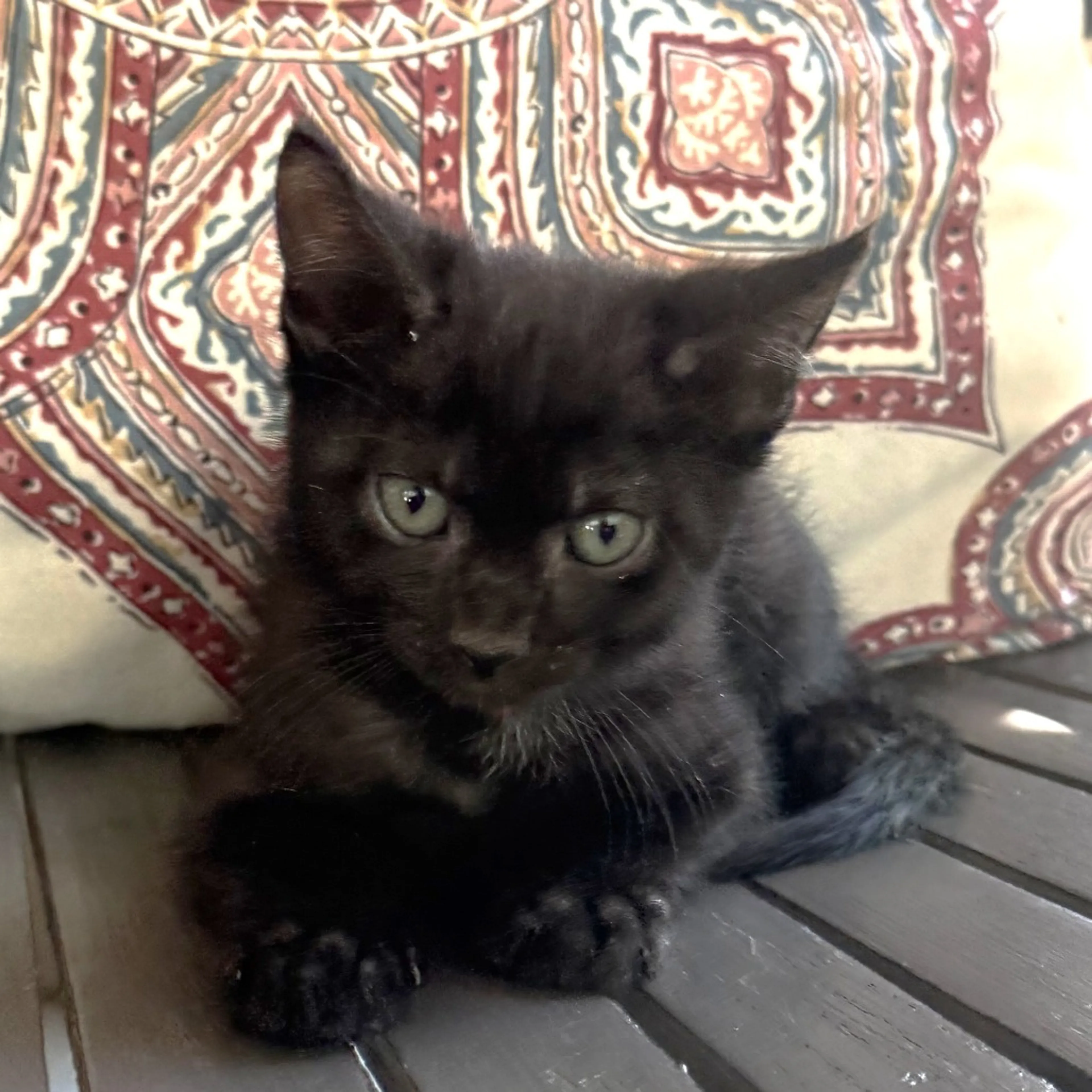 Found pet-1