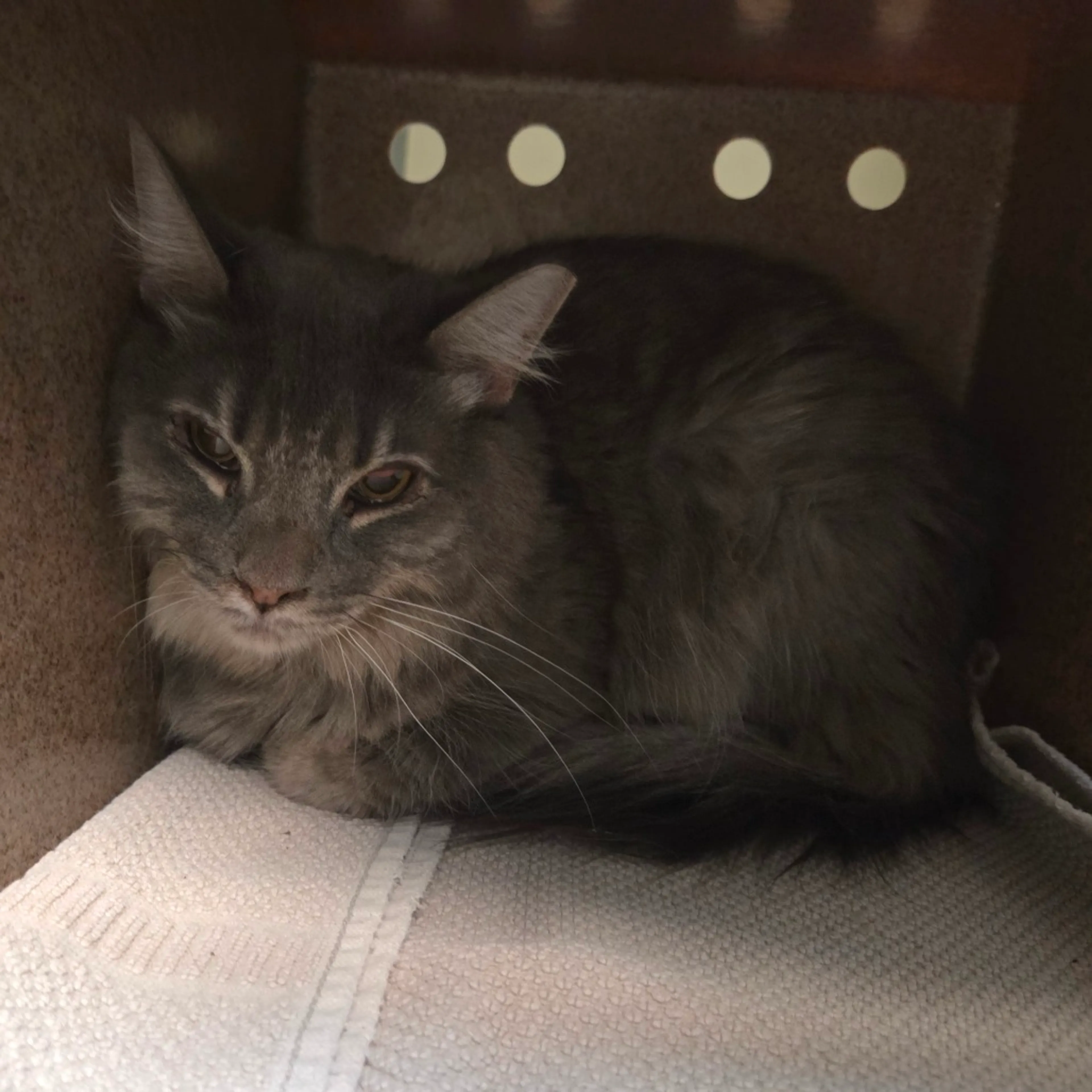 Found pet-1