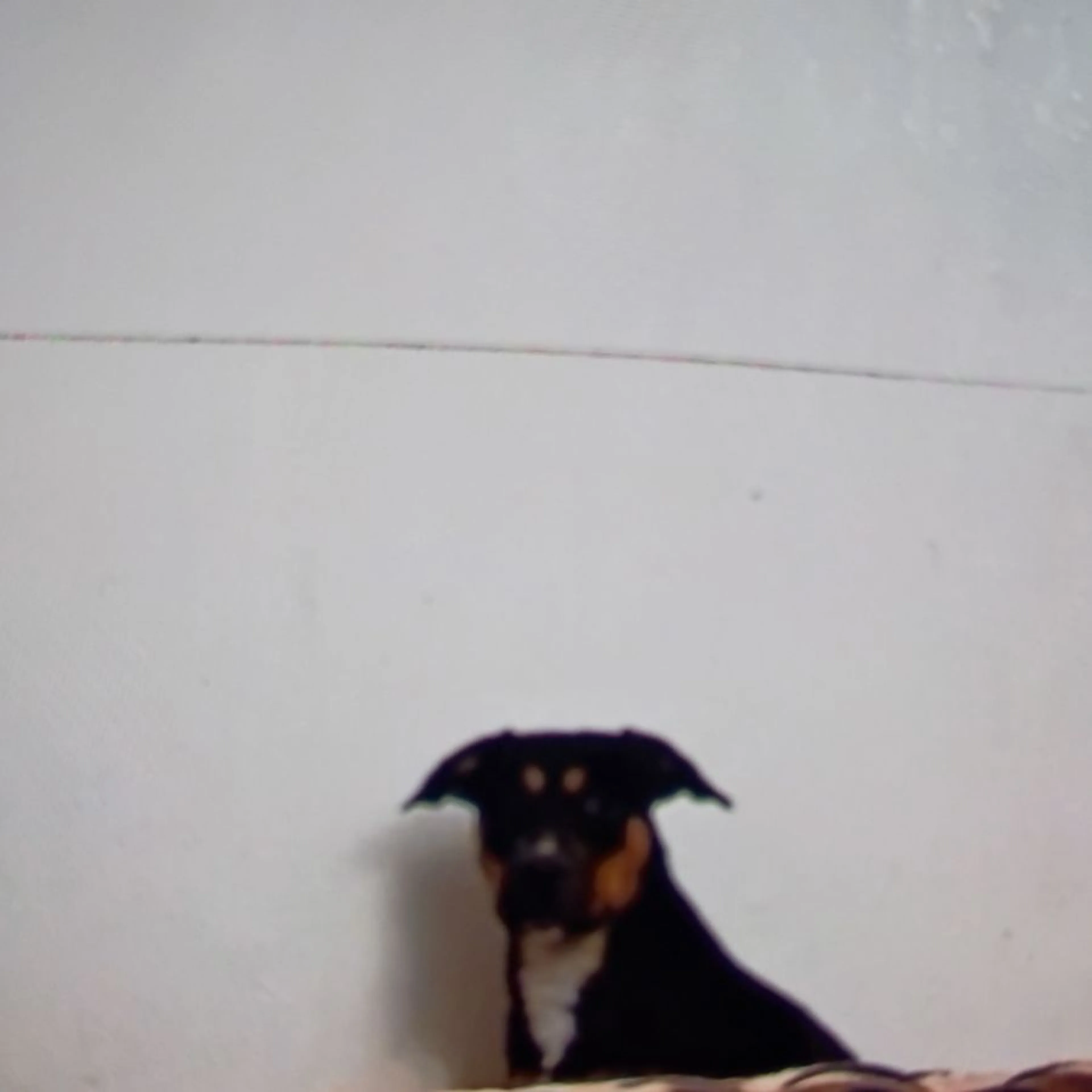 Lost pet
