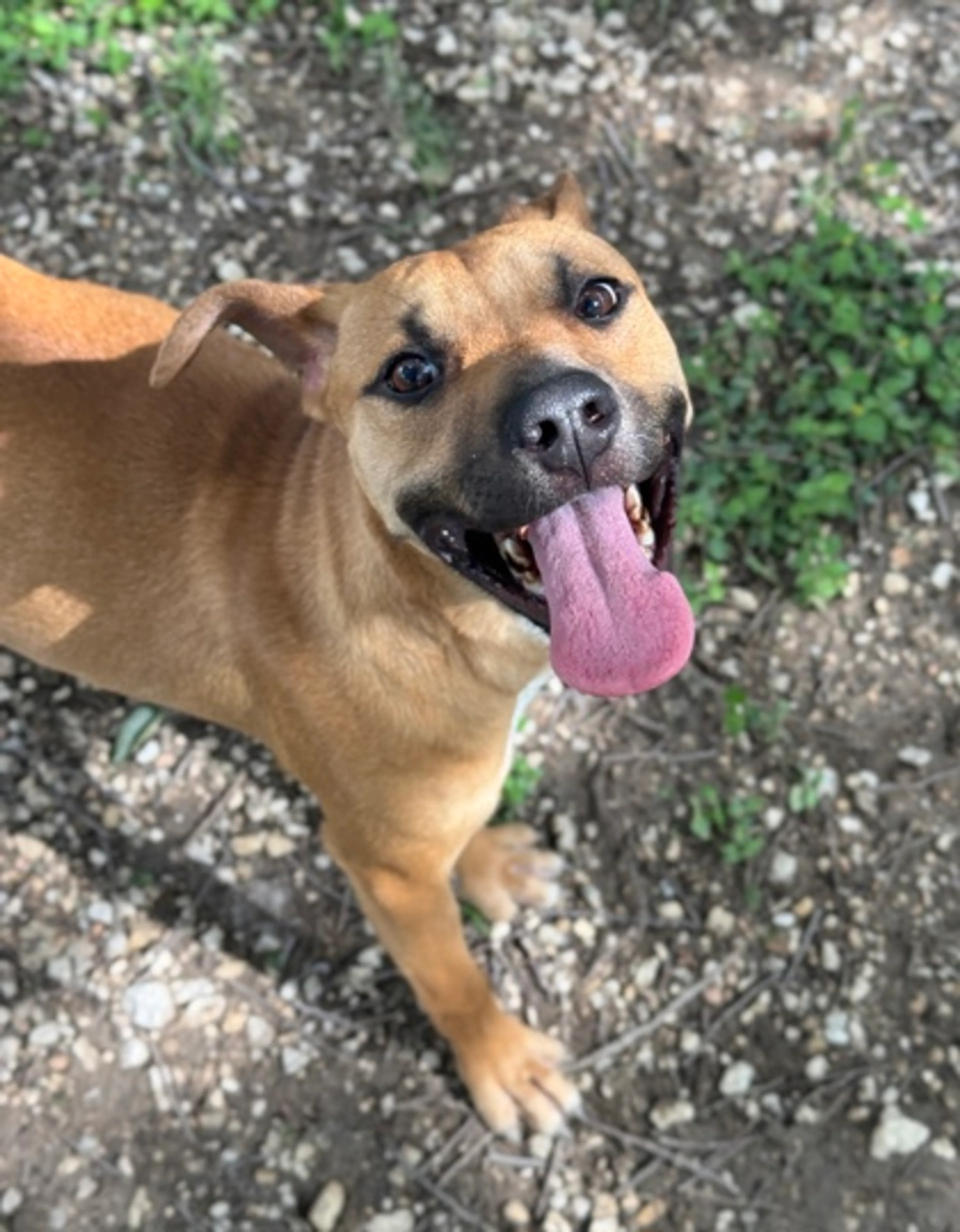 Found pet-1