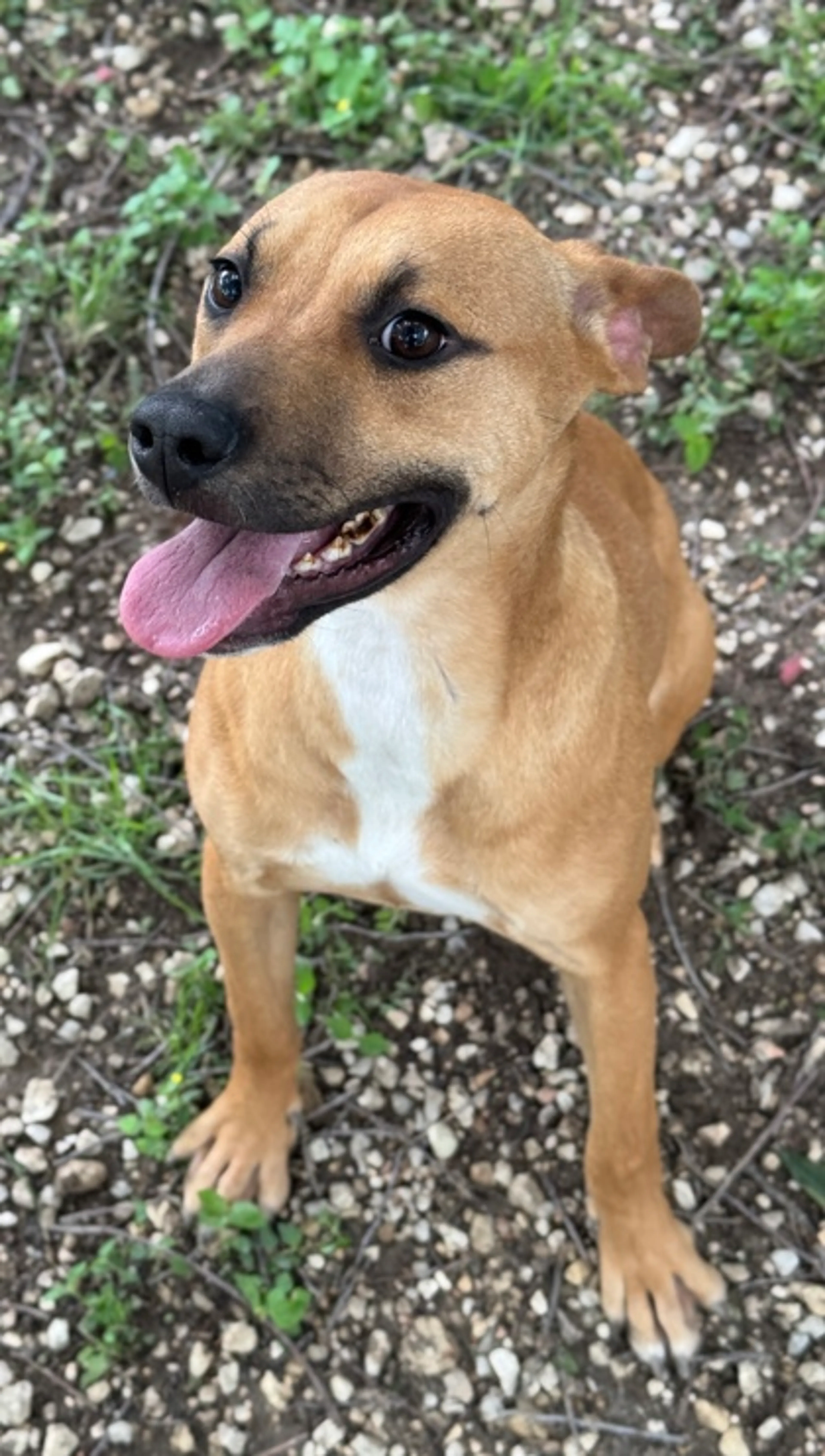 Found pet-2