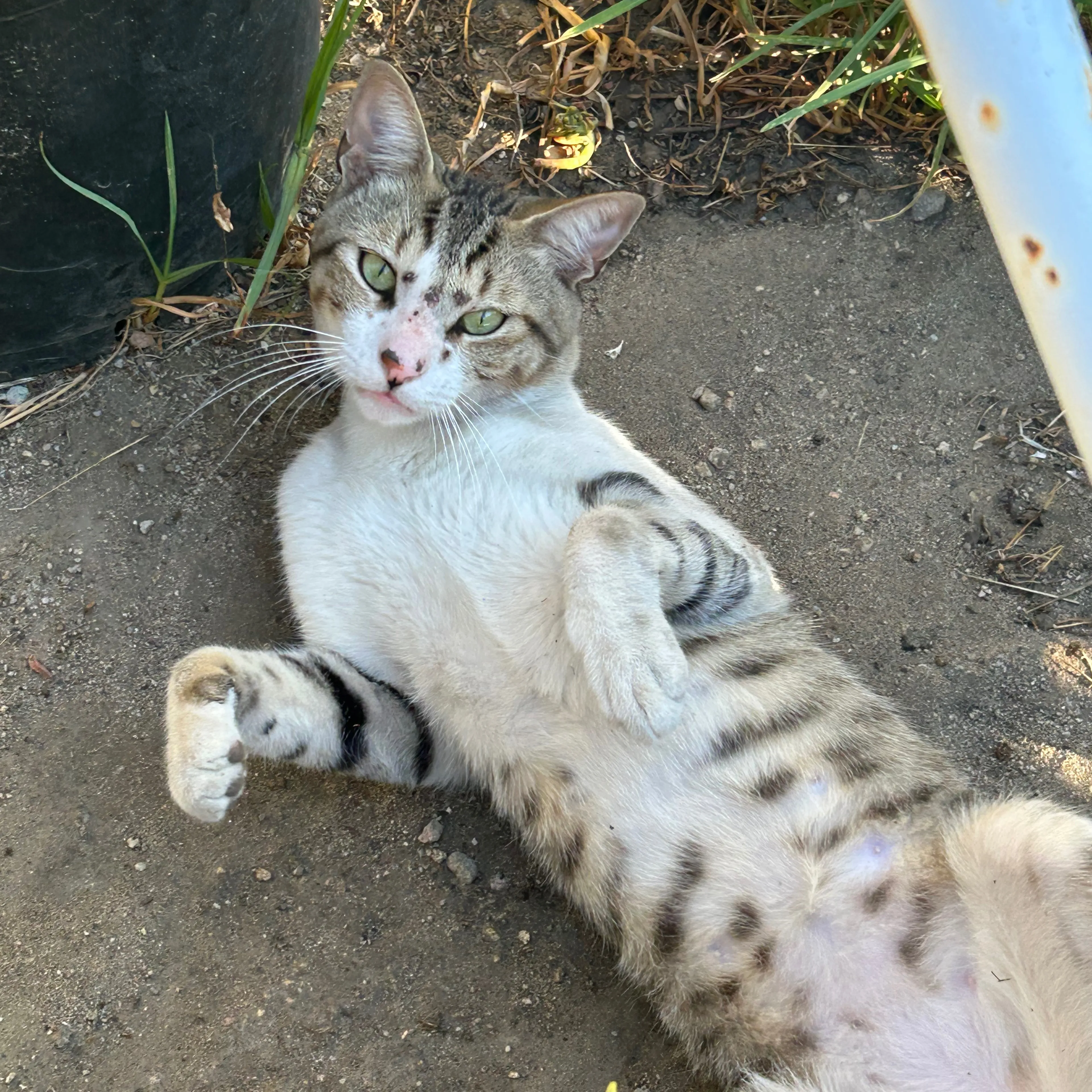 Lost pet-1