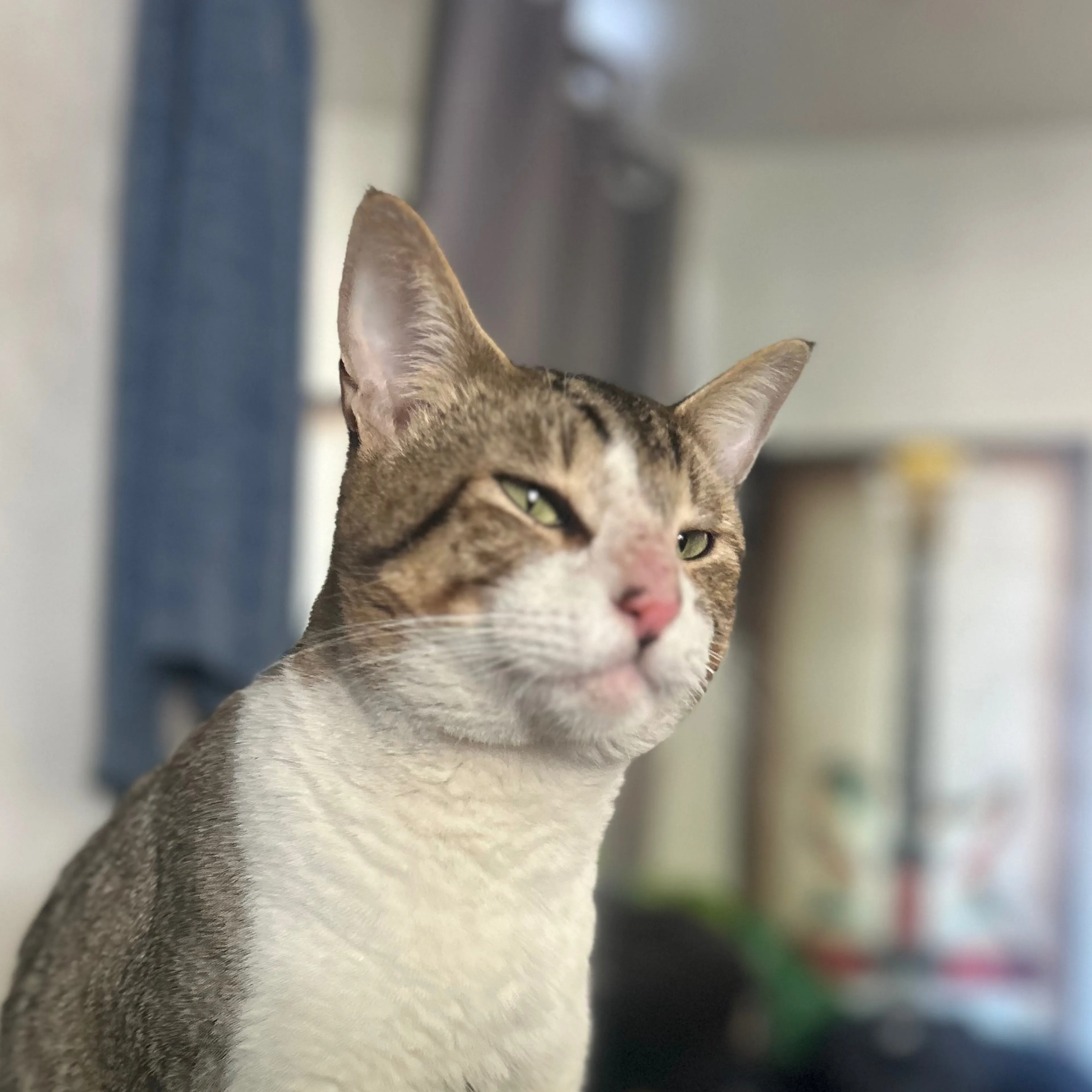 Lost pet-2