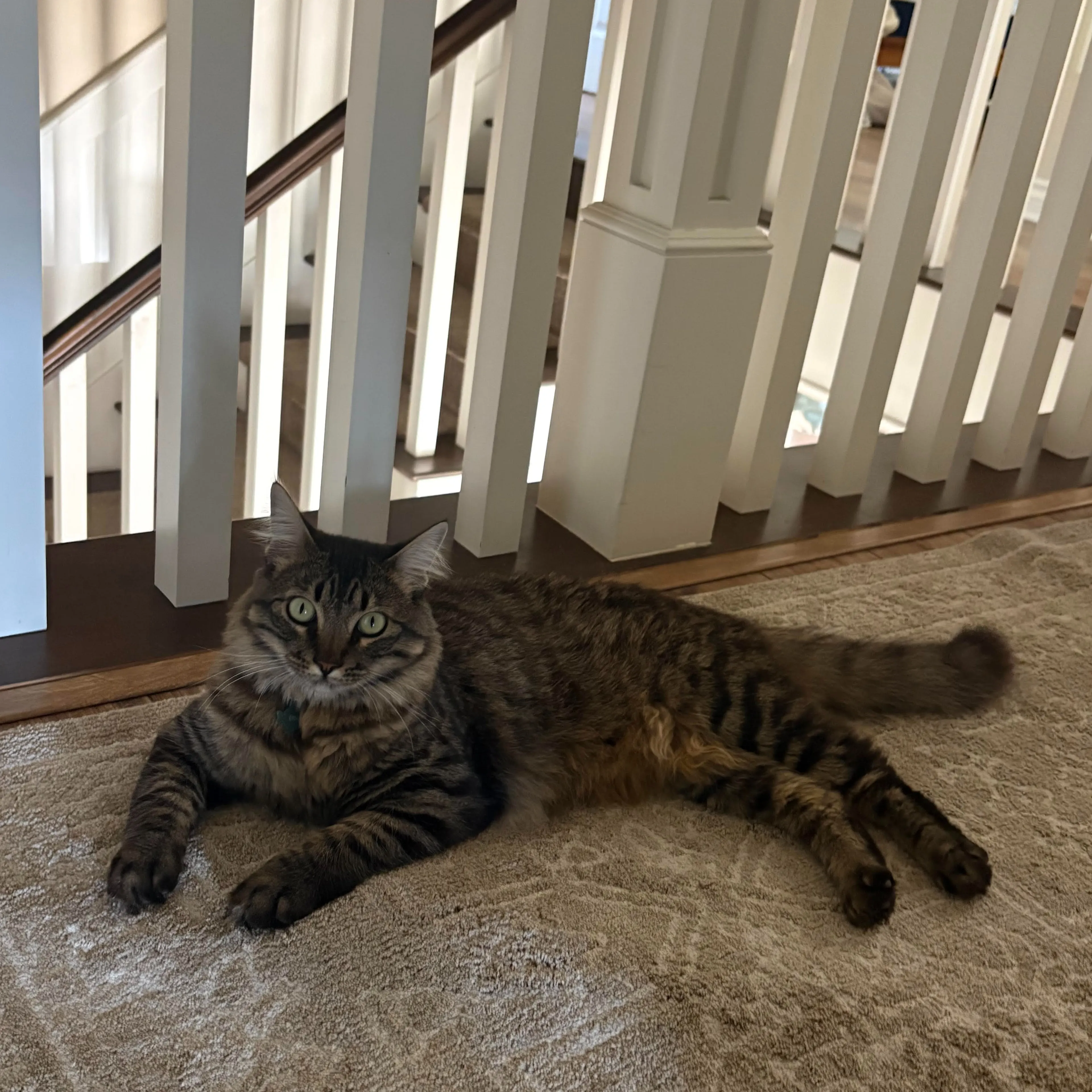 Lost pet-1
