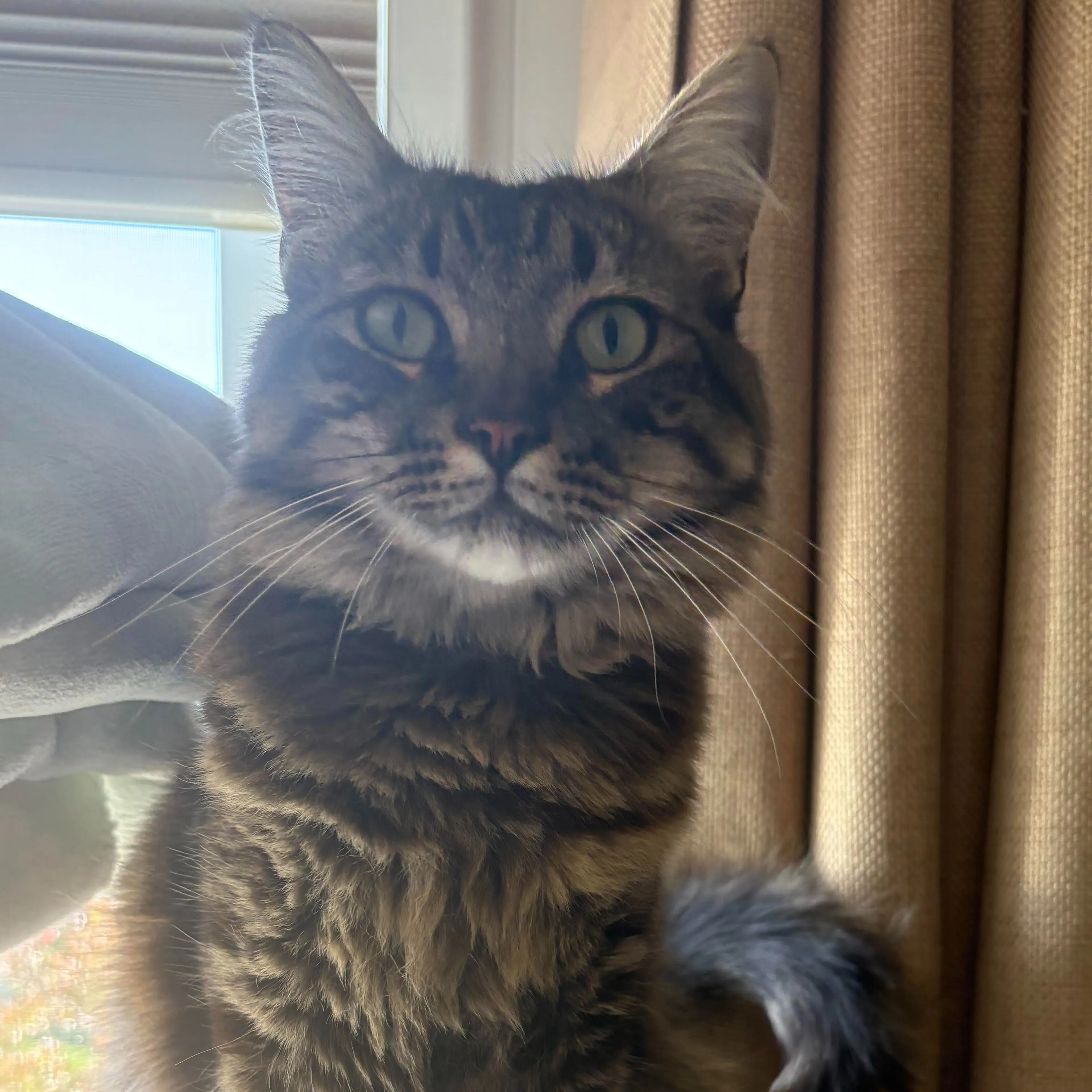 Lost pet-3