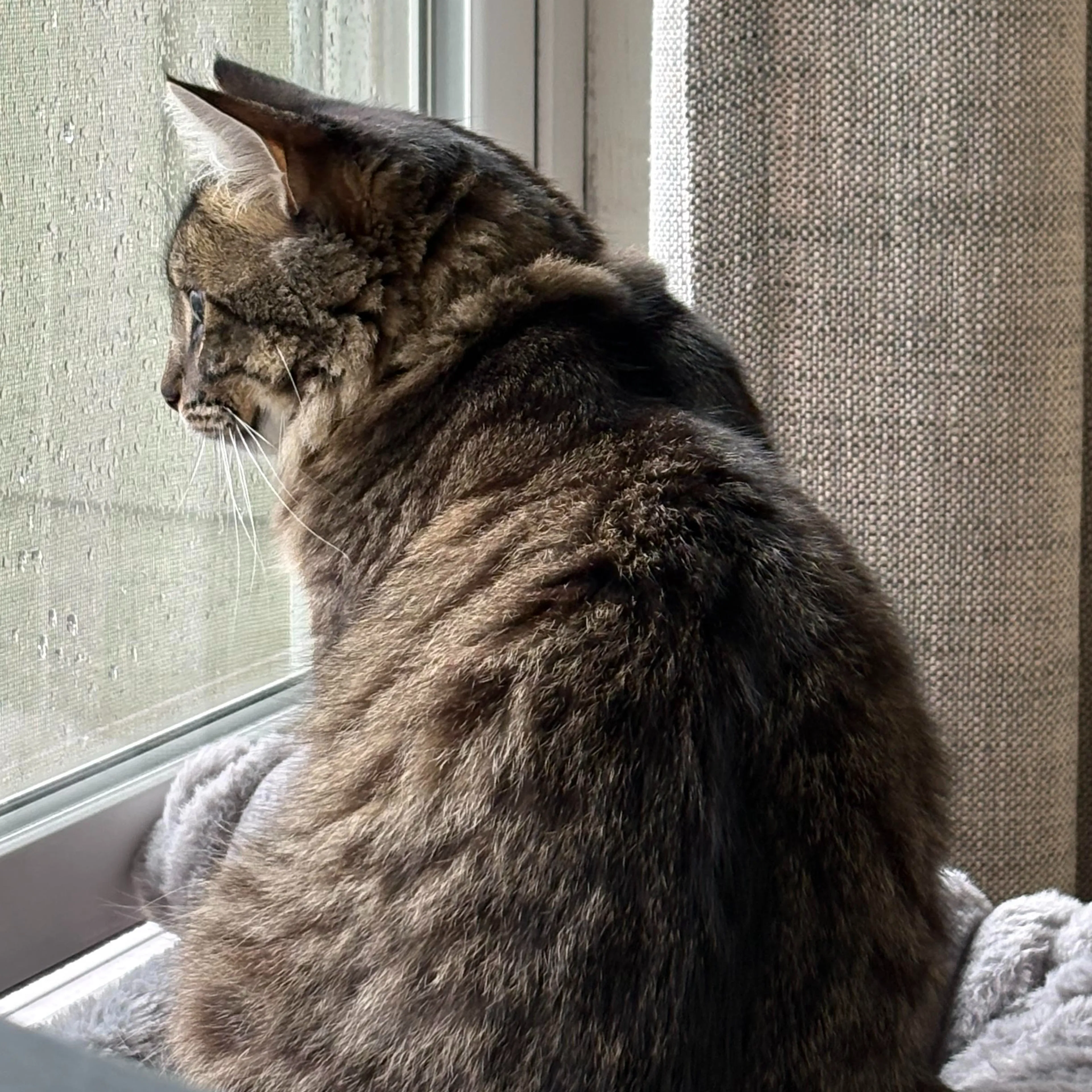 Lost pet-2