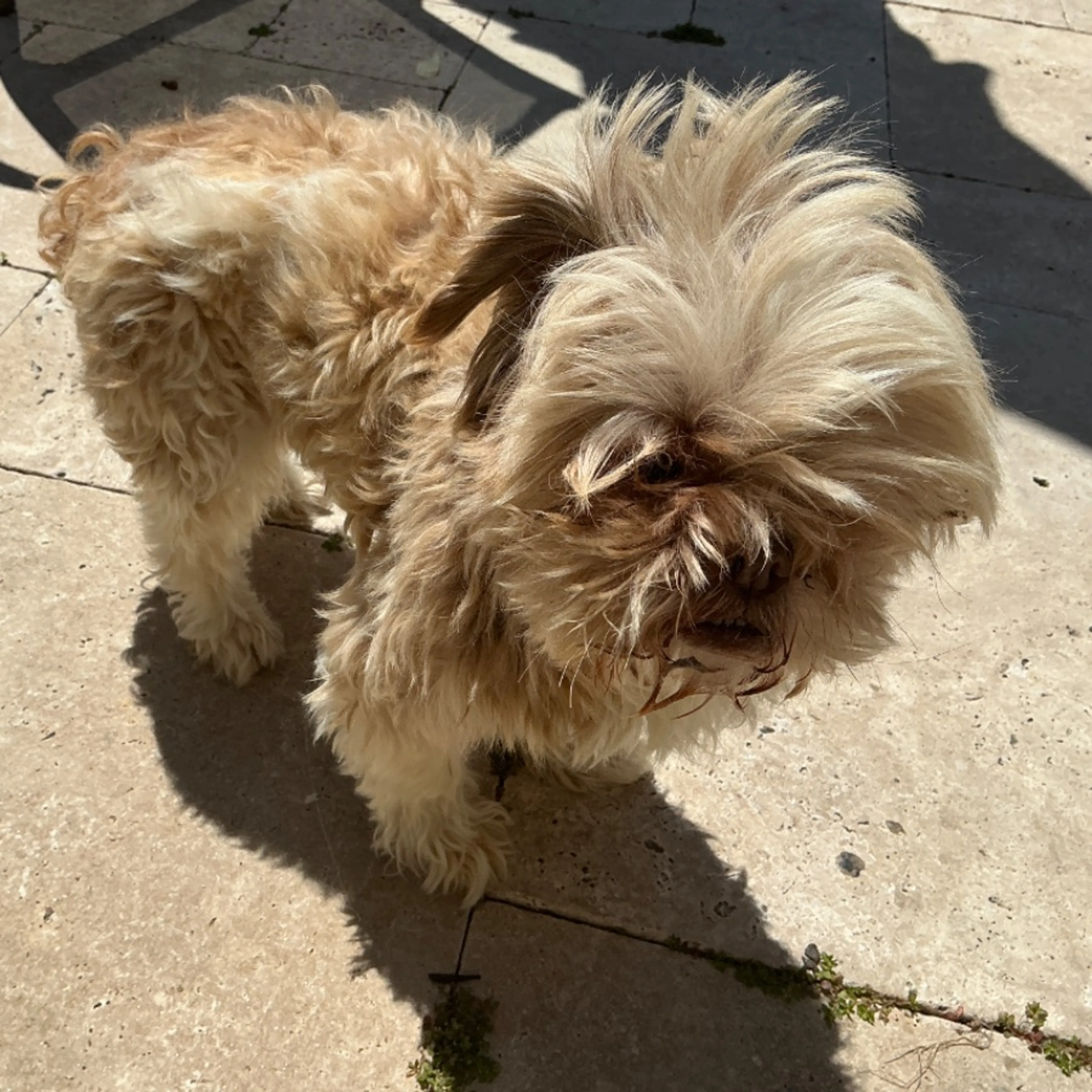 Found pet