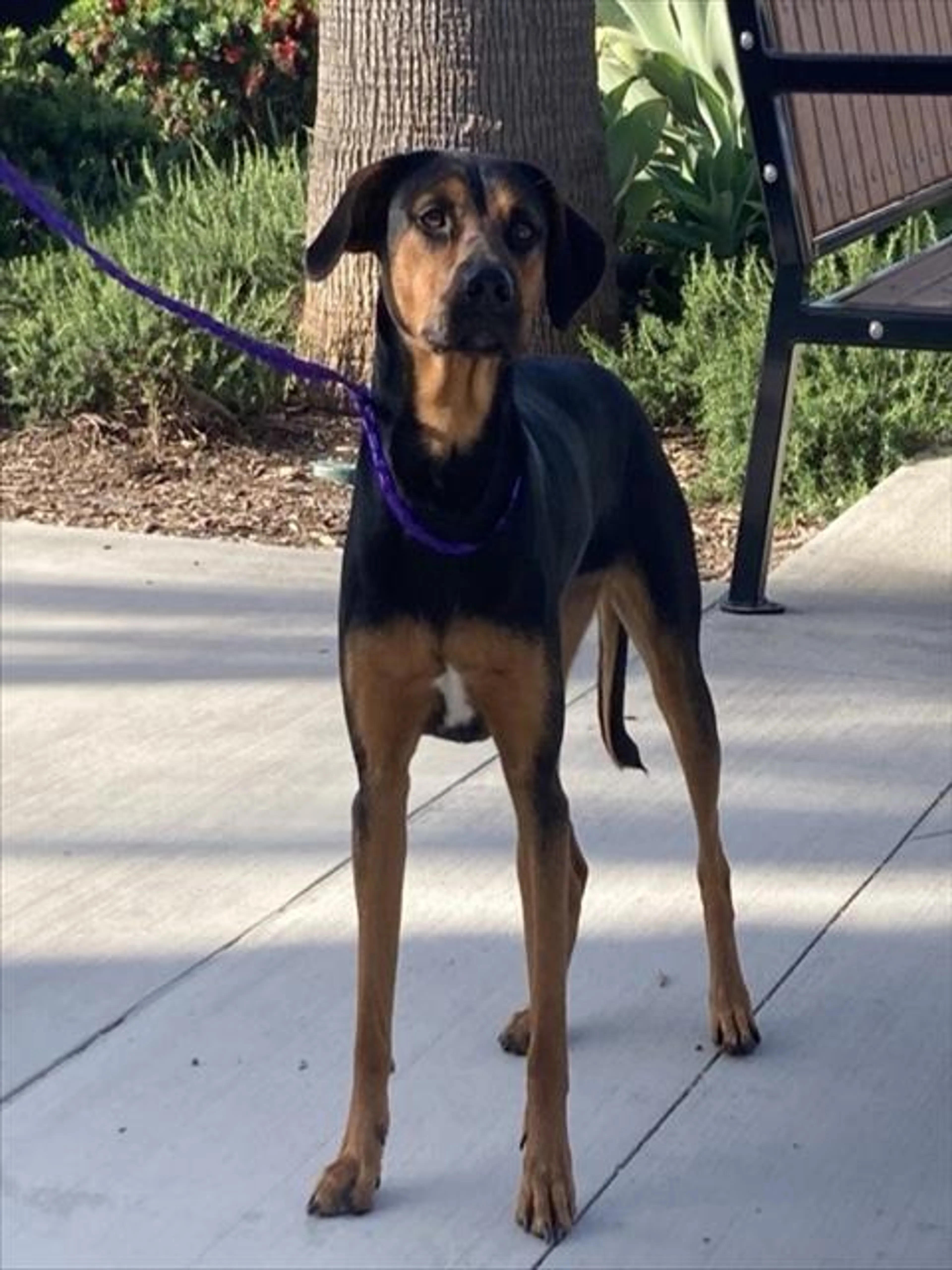 Found pet