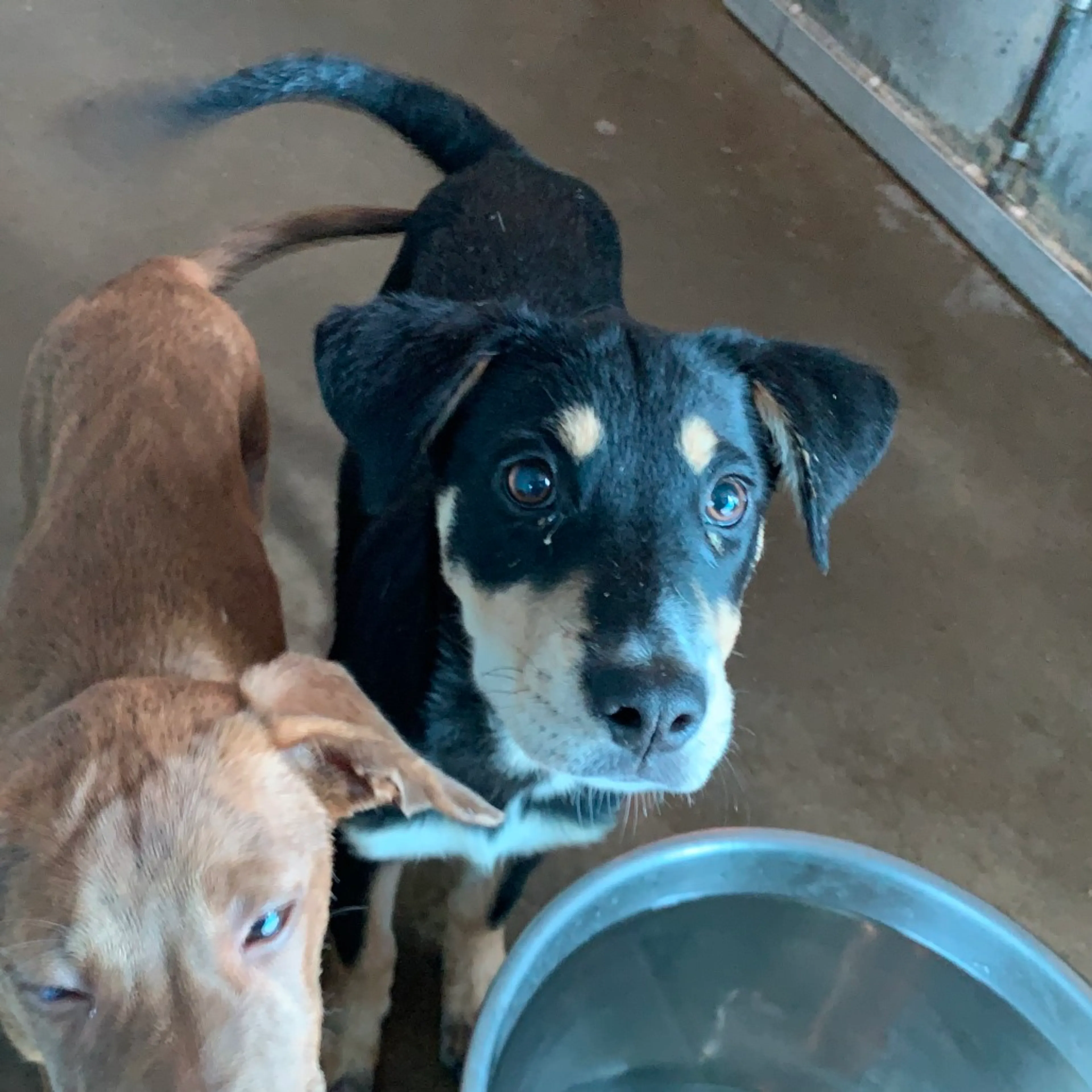 Found pet-2