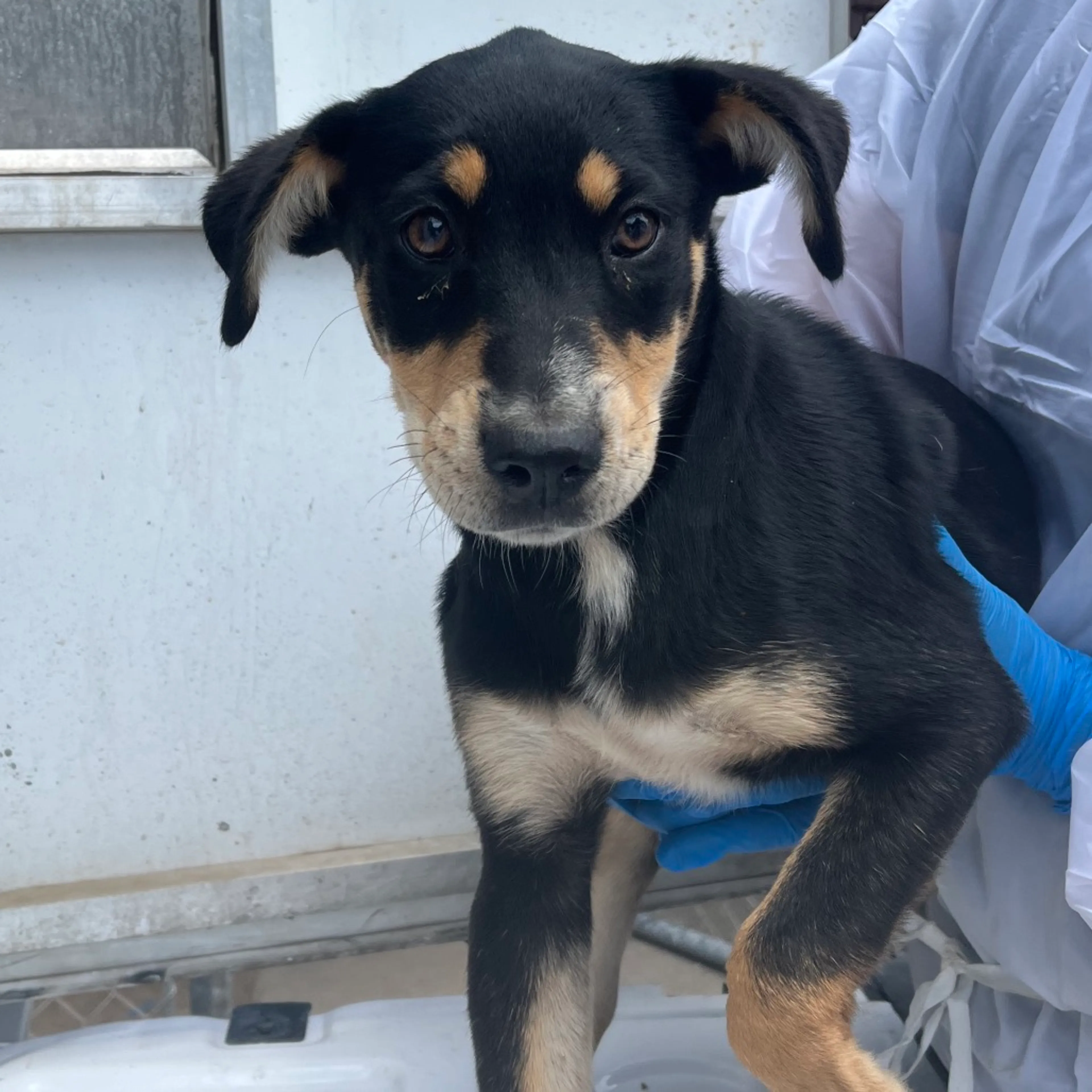 Found pet-1