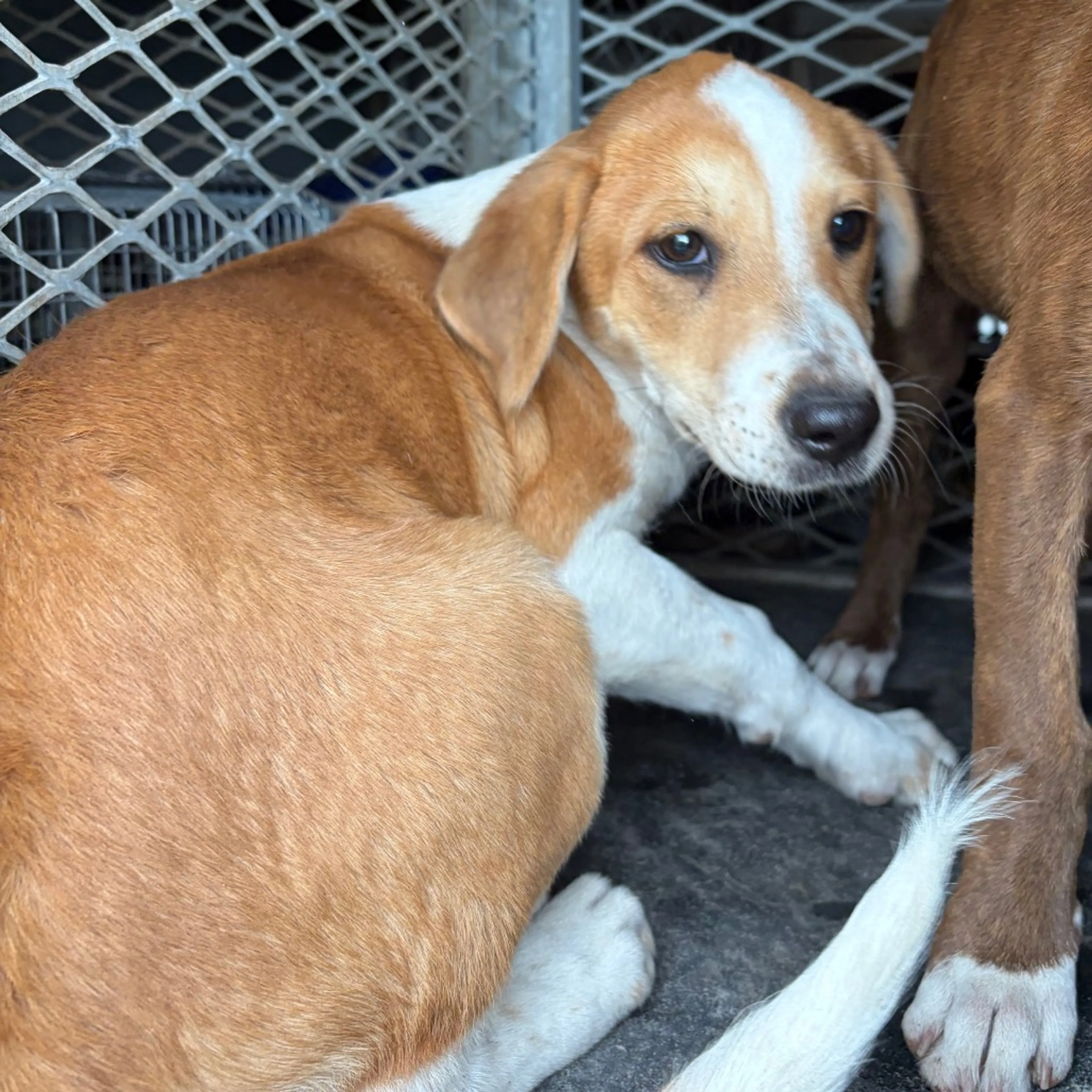 Found pet-1