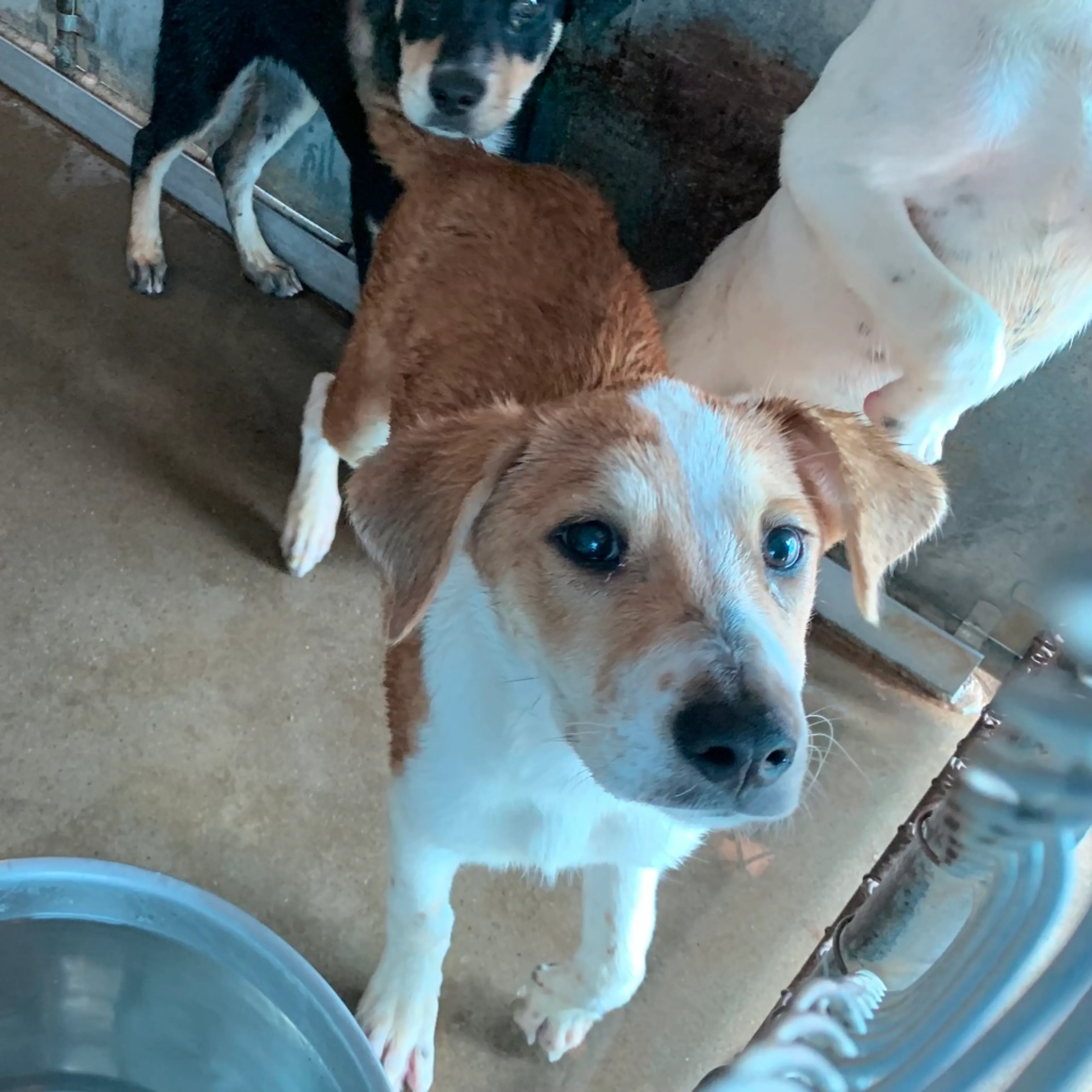 Found pet-2