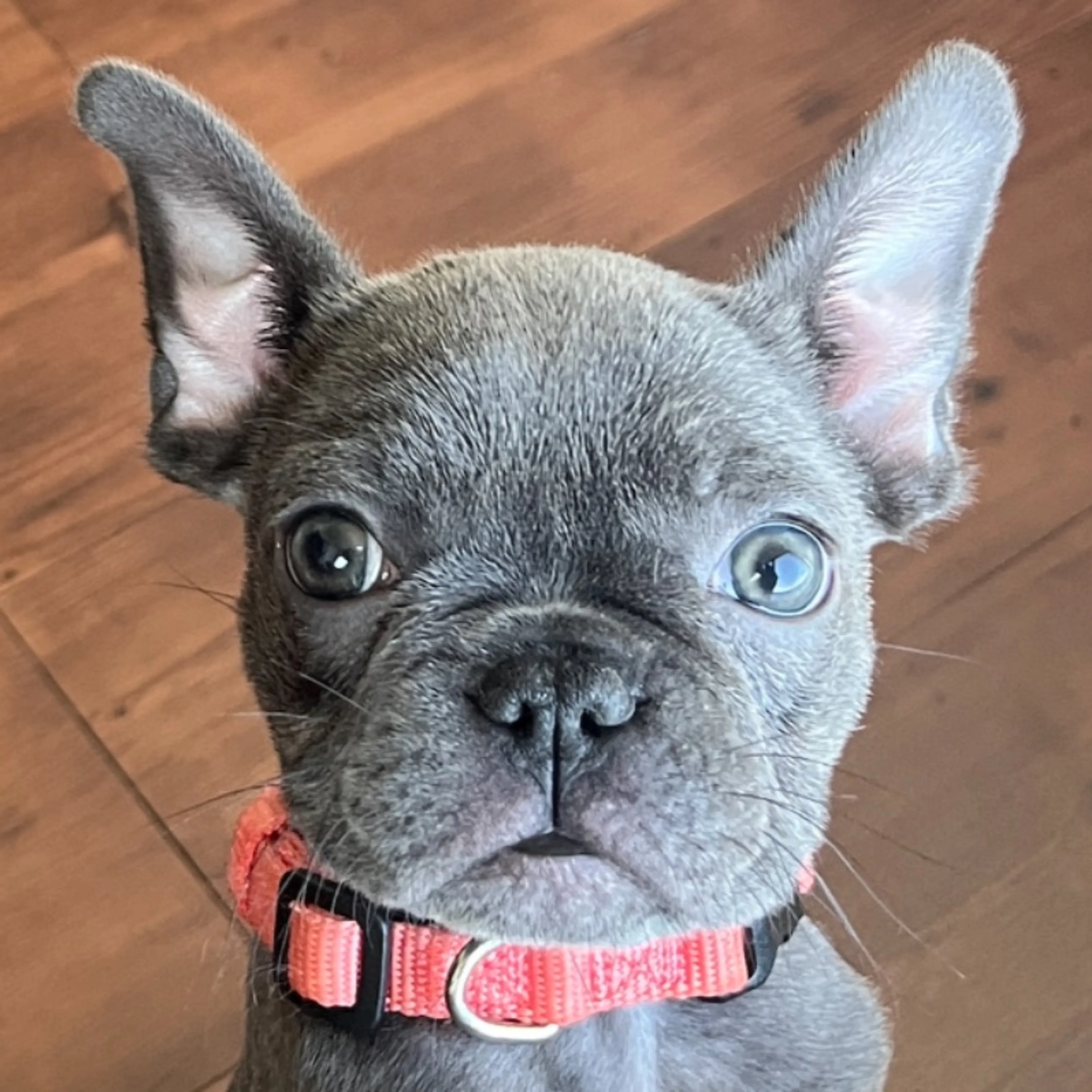 Lost pet