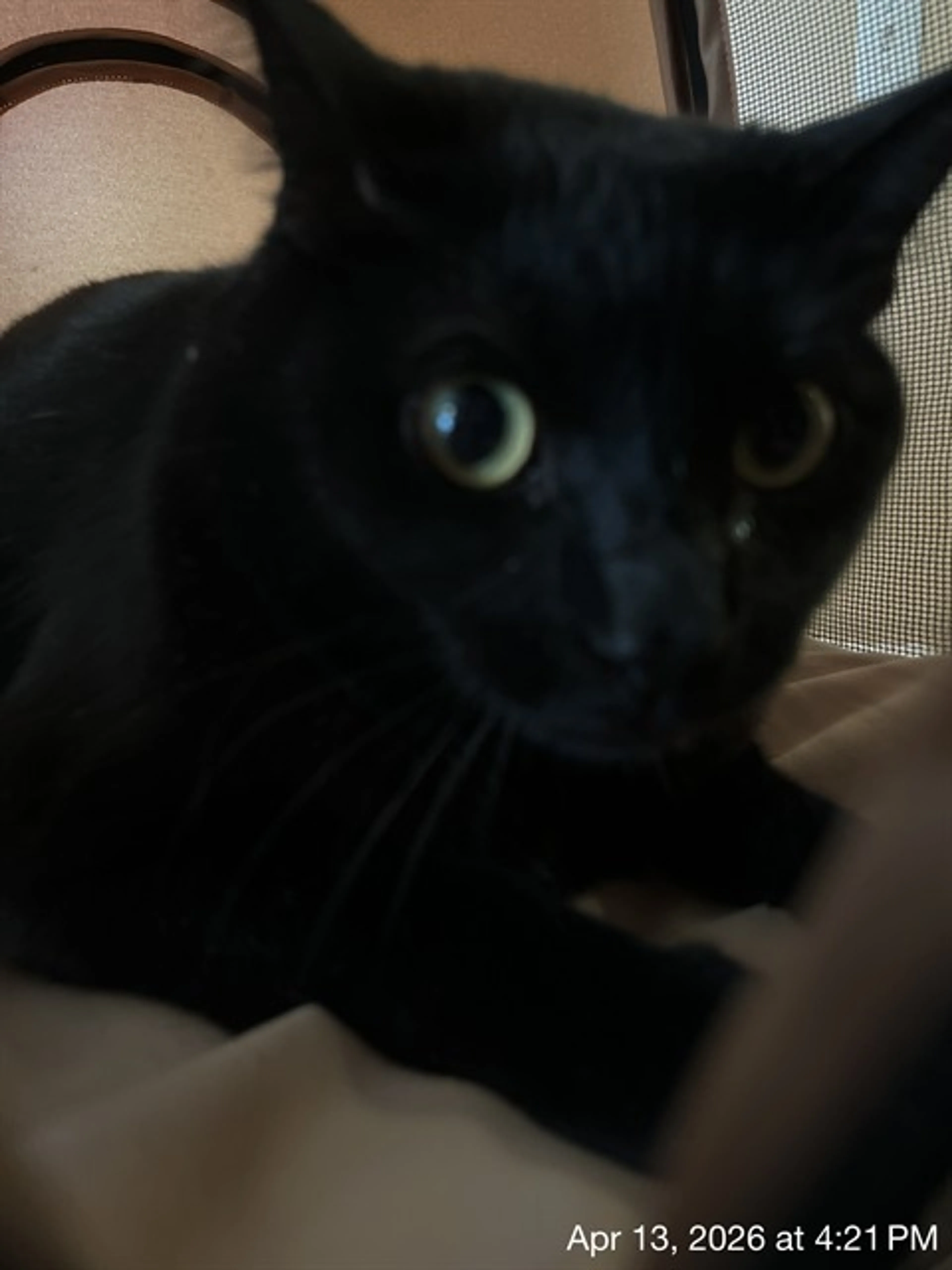 Found pet