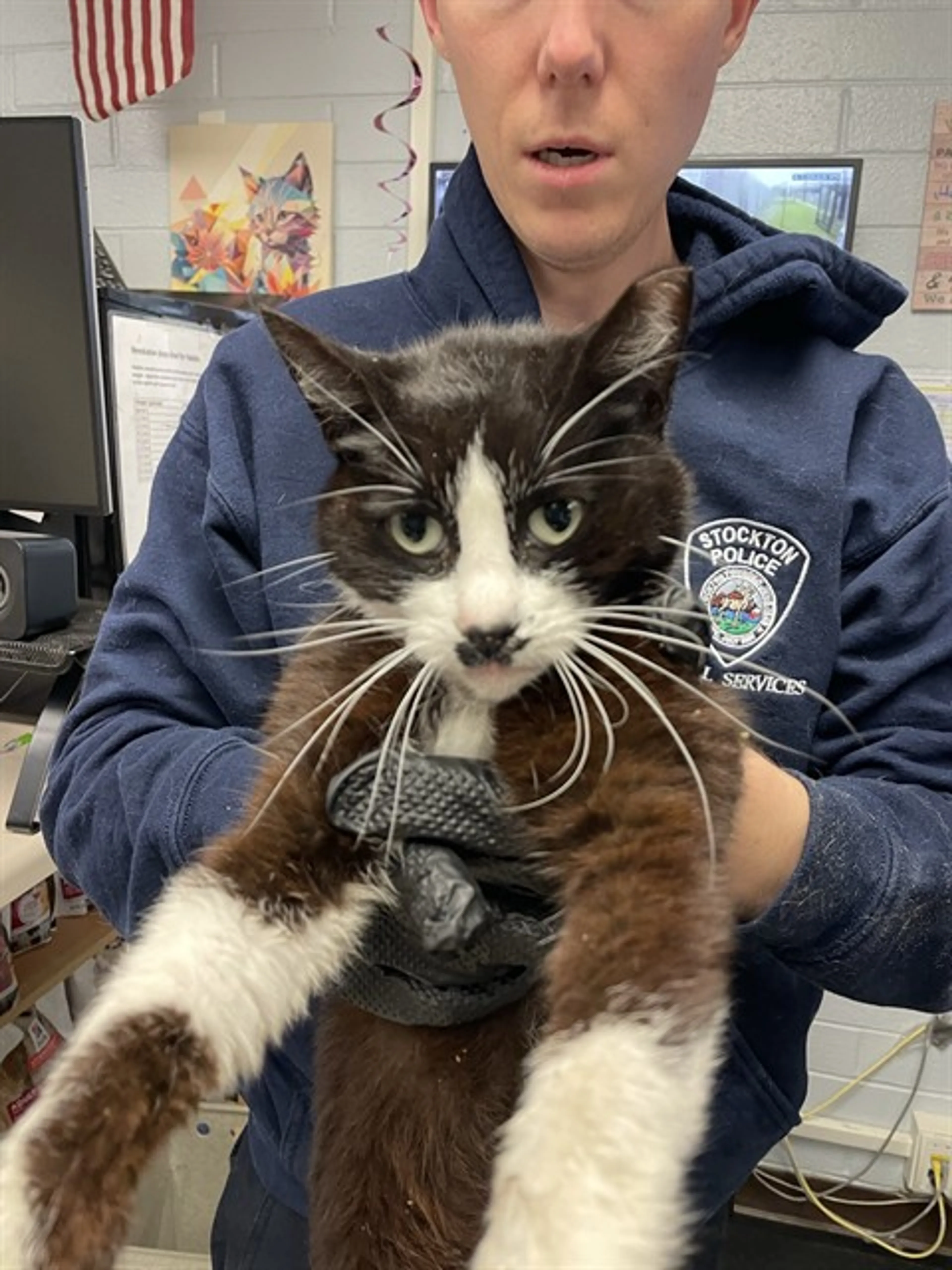 Found pet