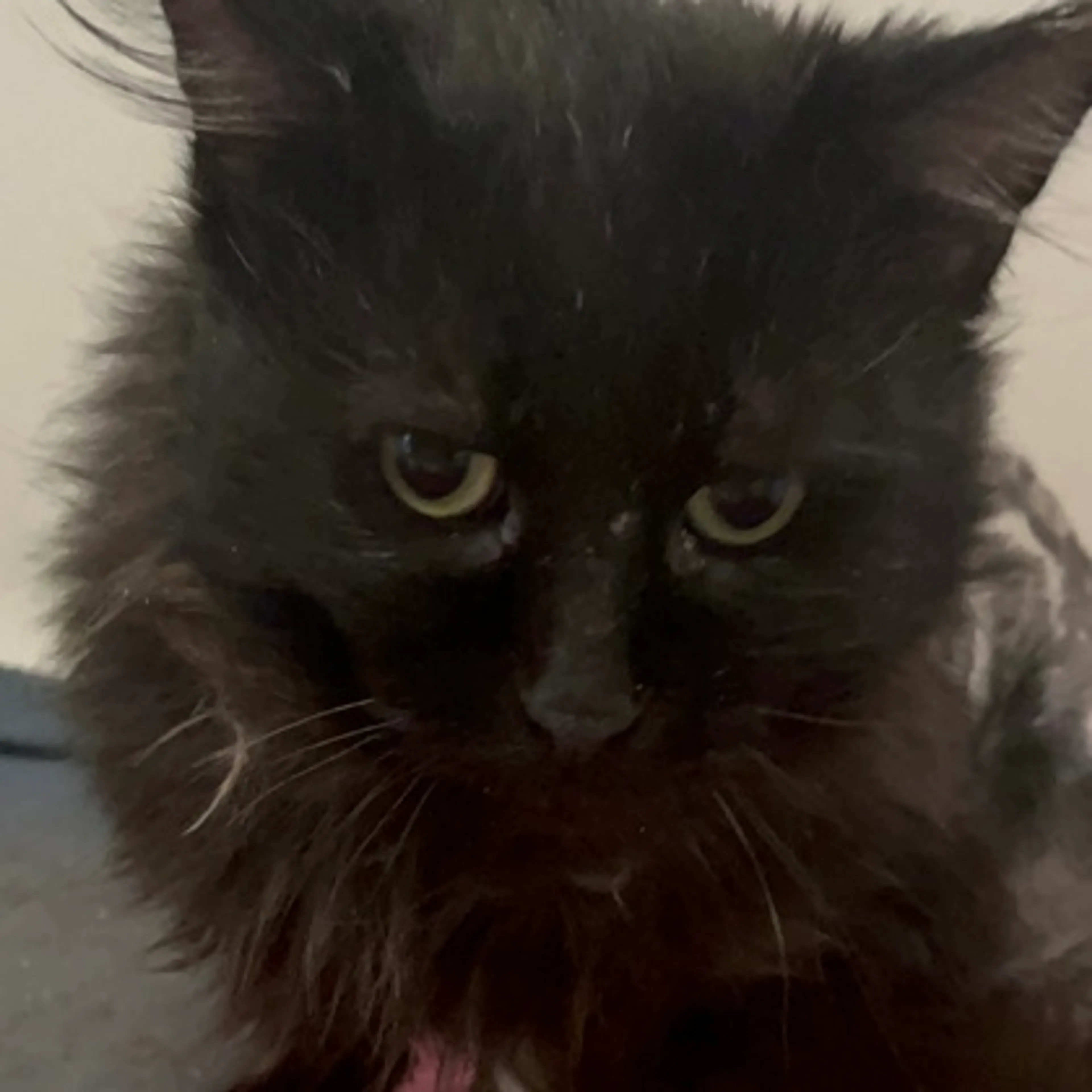 Found pet-1