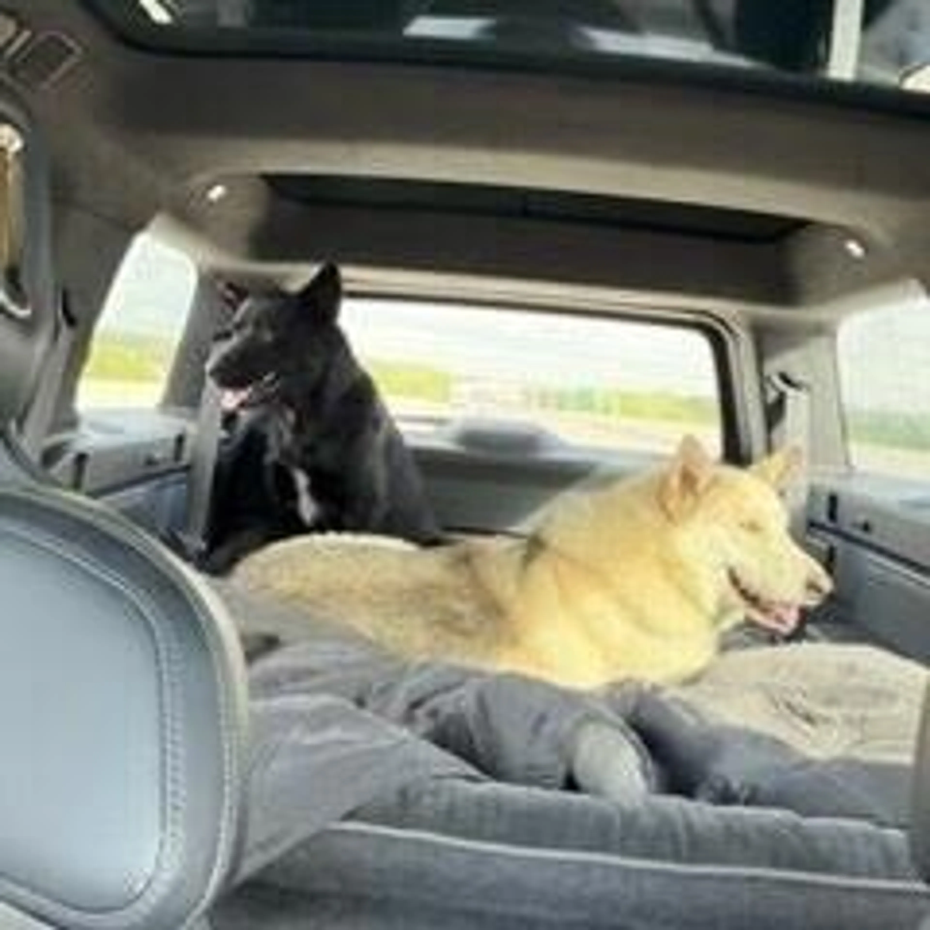 Found pet-3