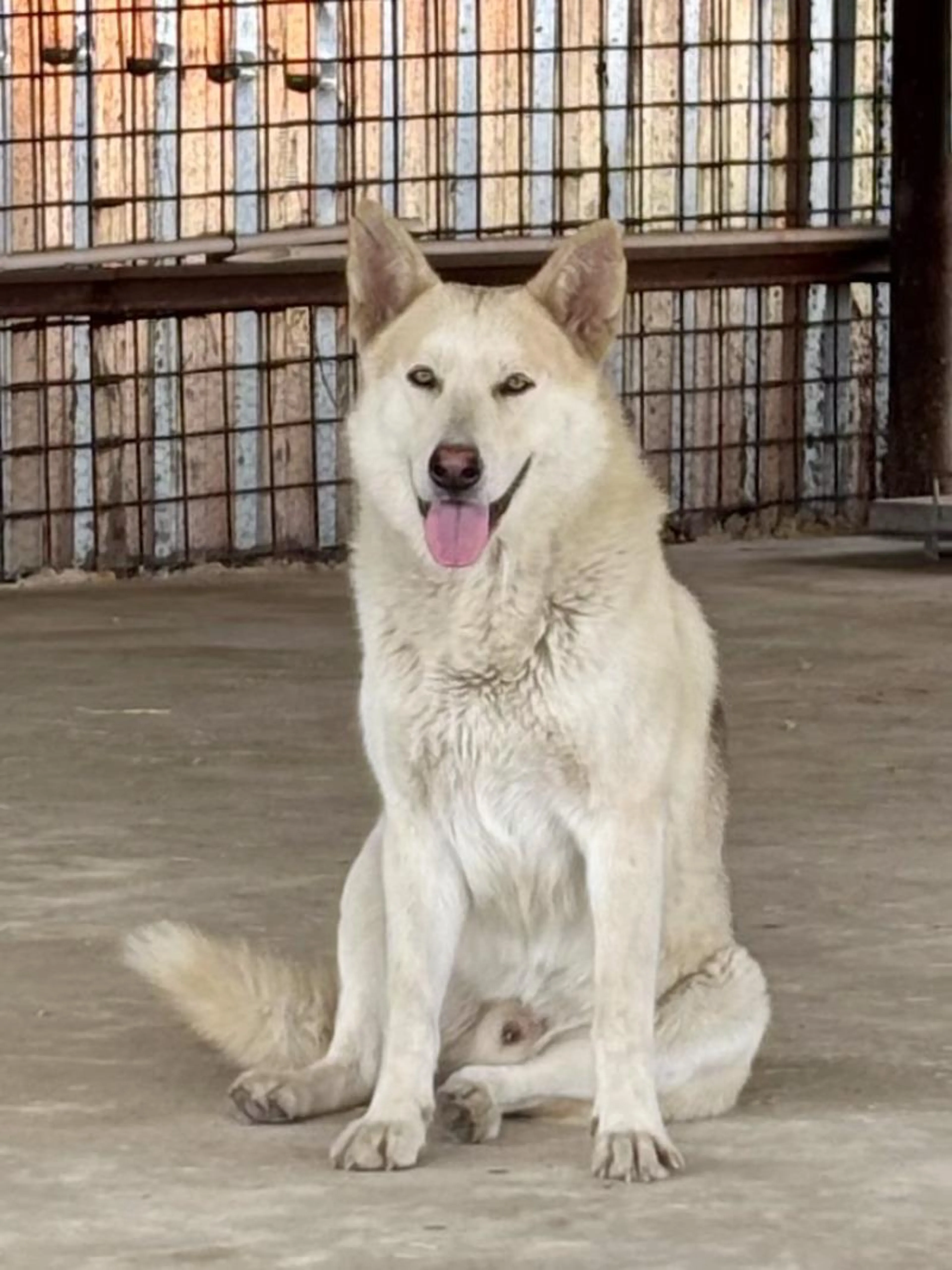 Found pet-2