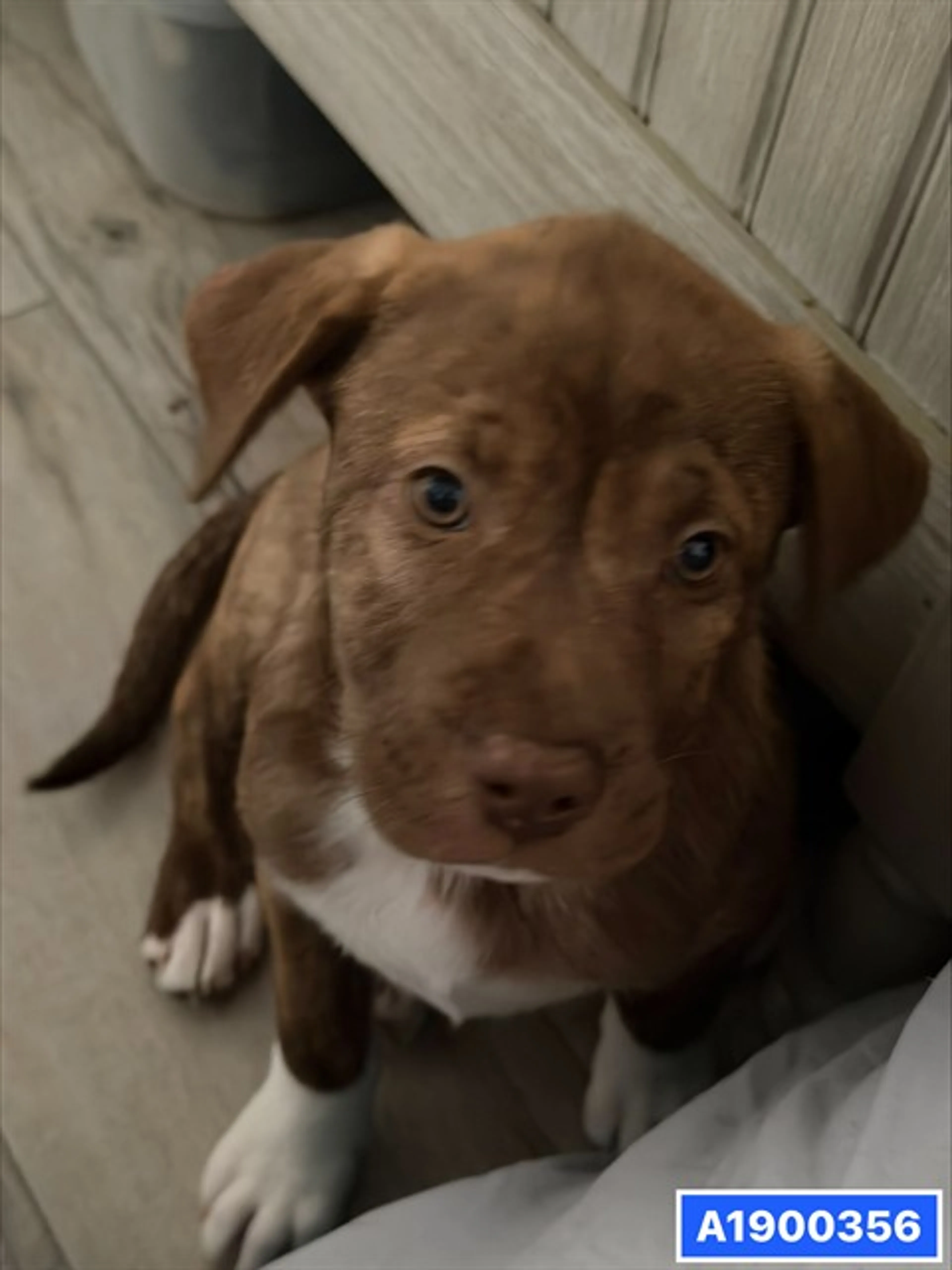 Found pet