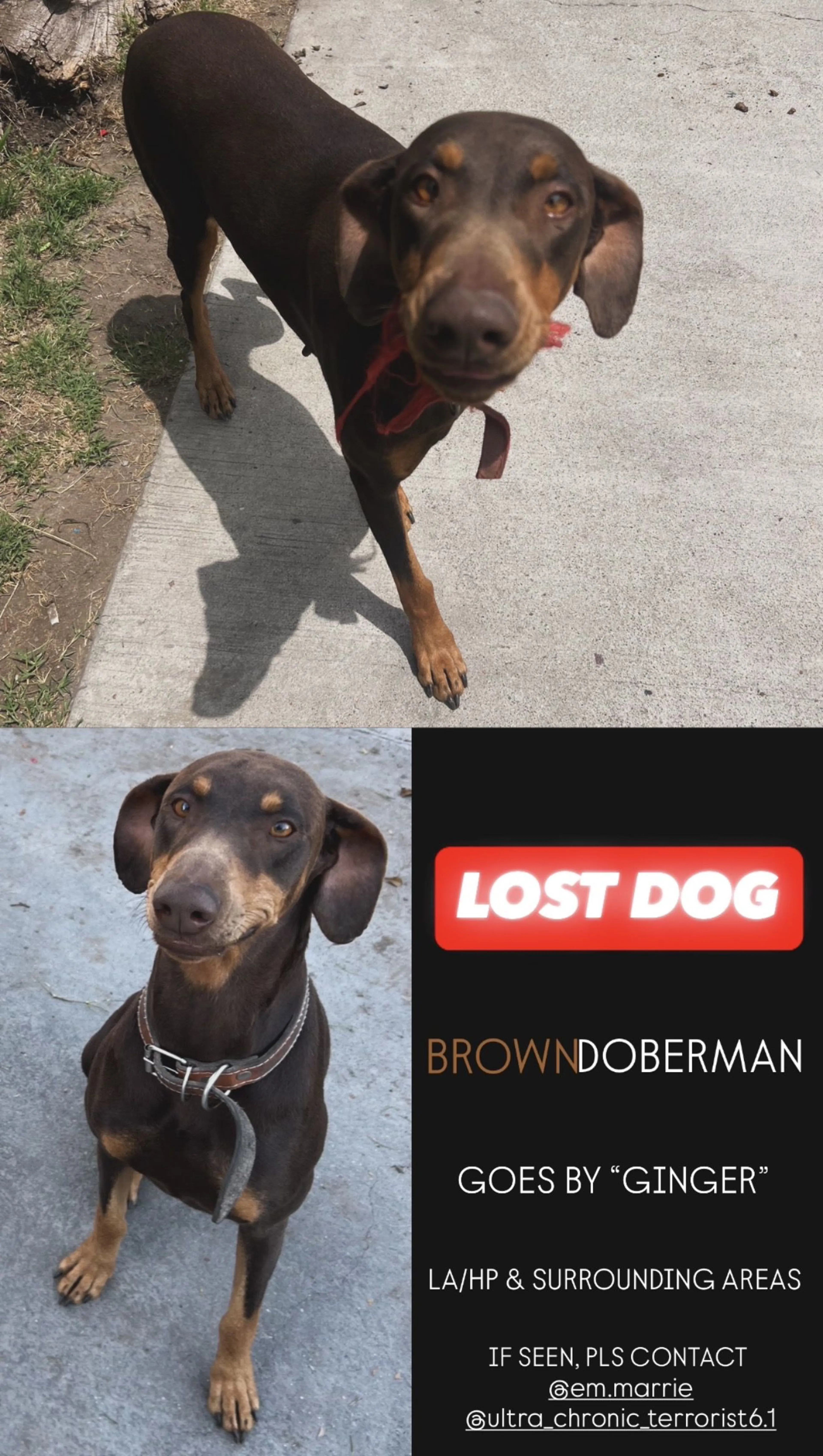 Lost pet