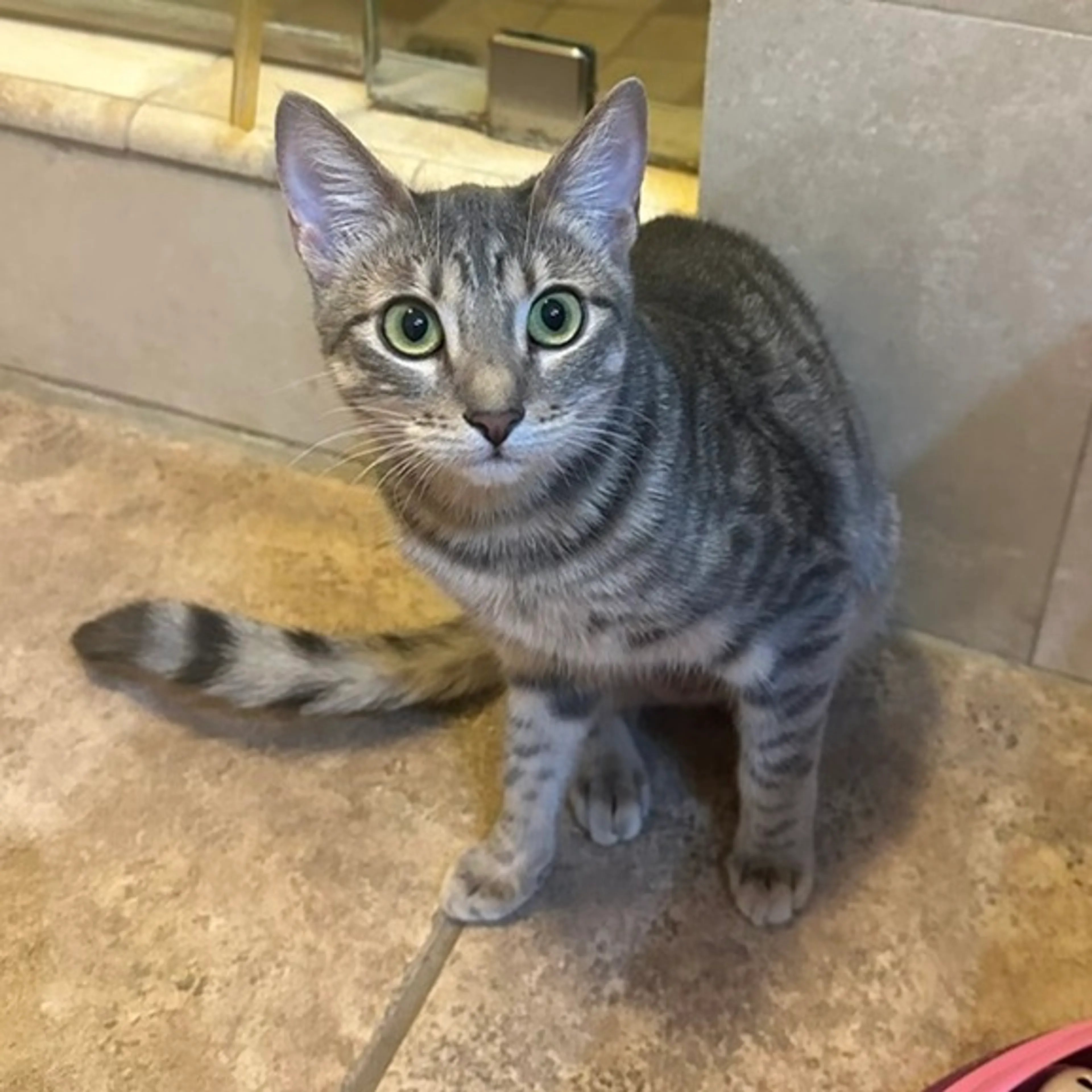 Found pet-2