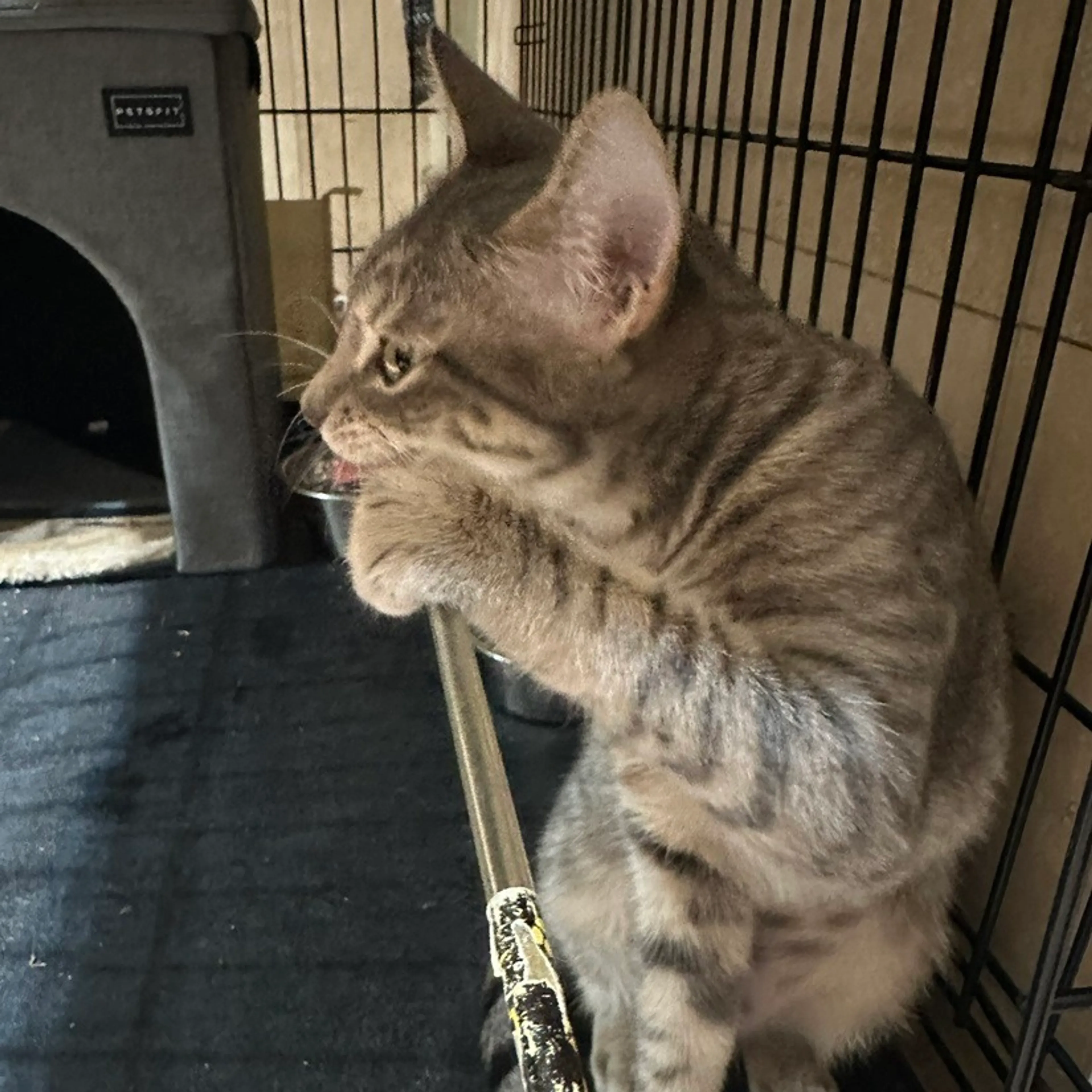 Found pet-4
