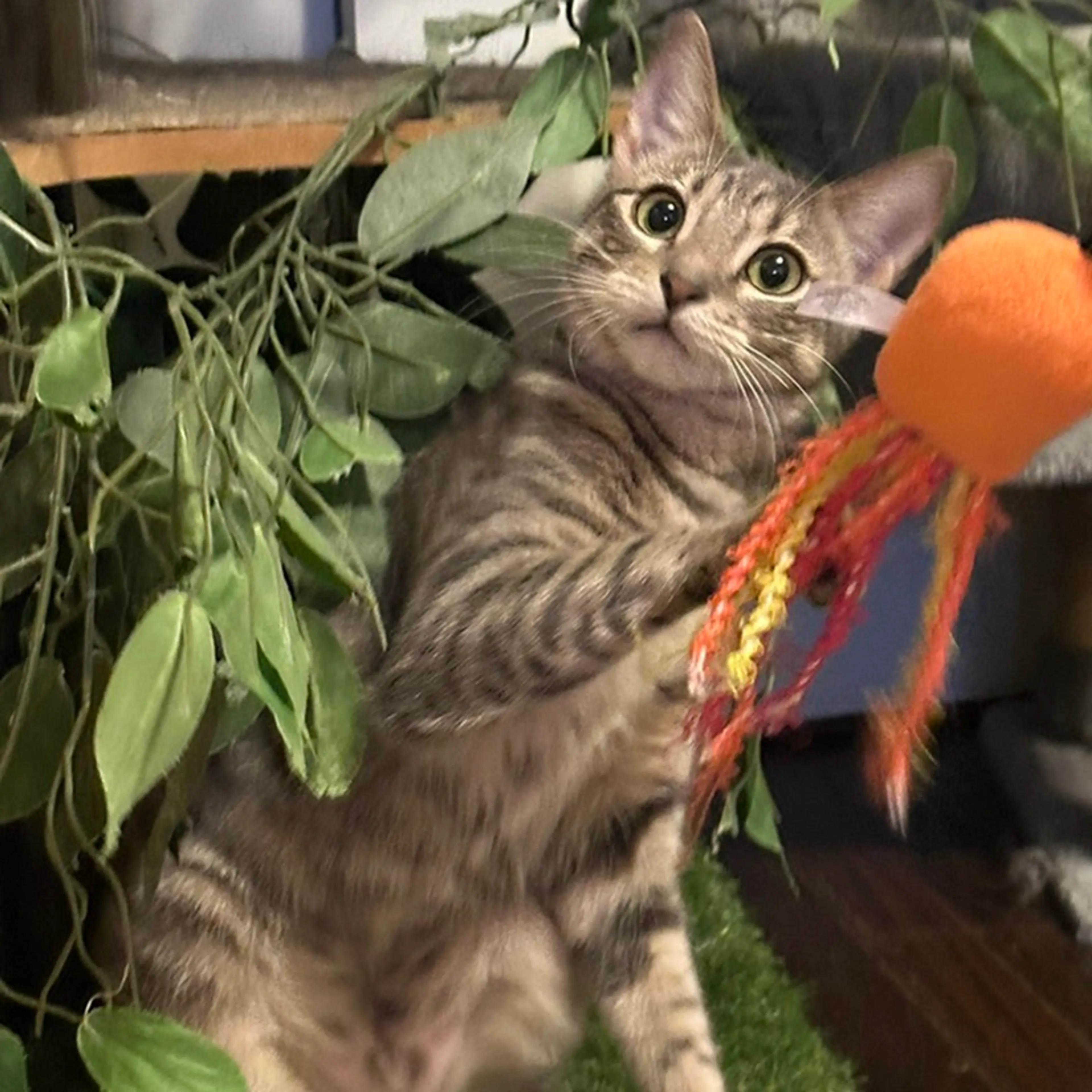 Found pet-1