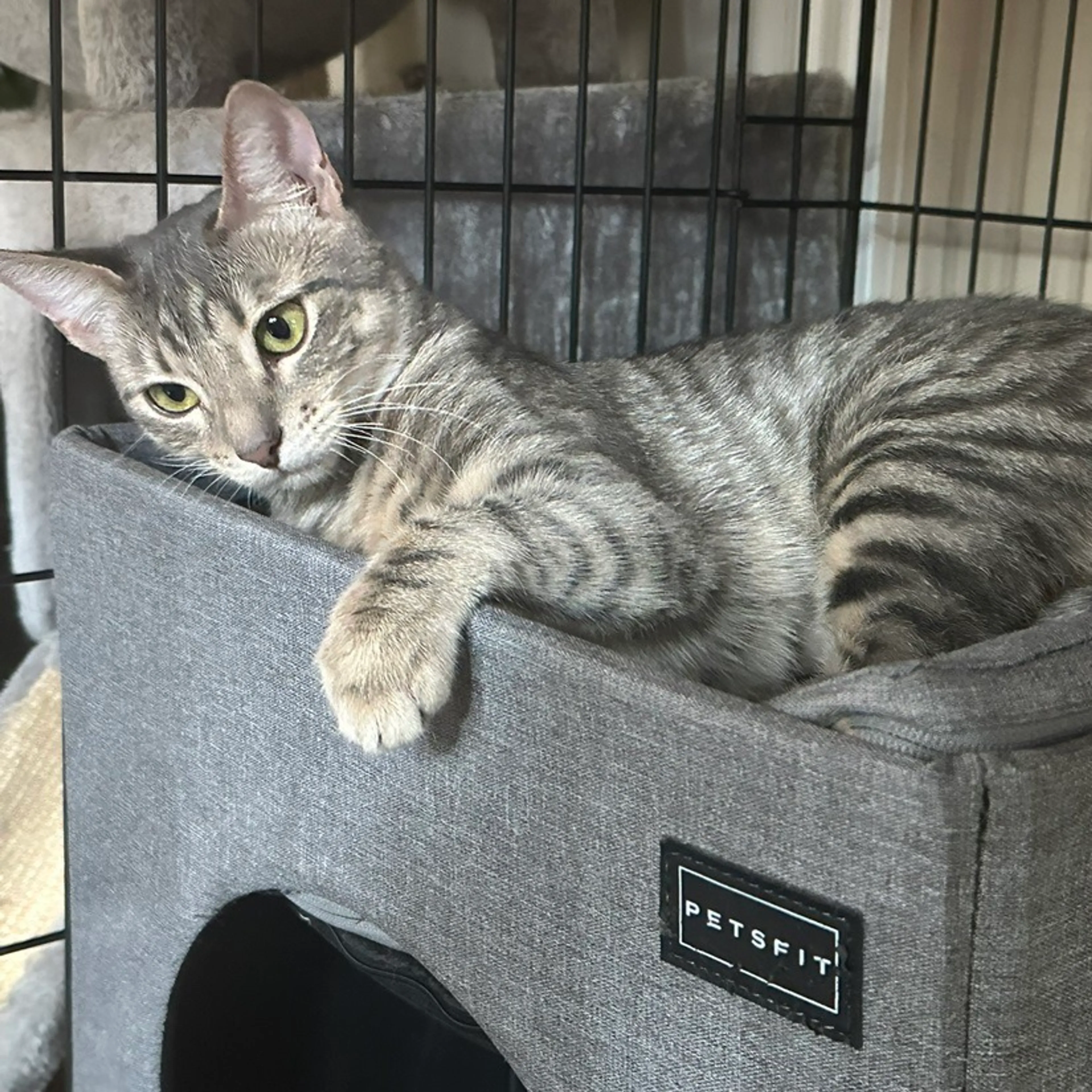 Found pet-3