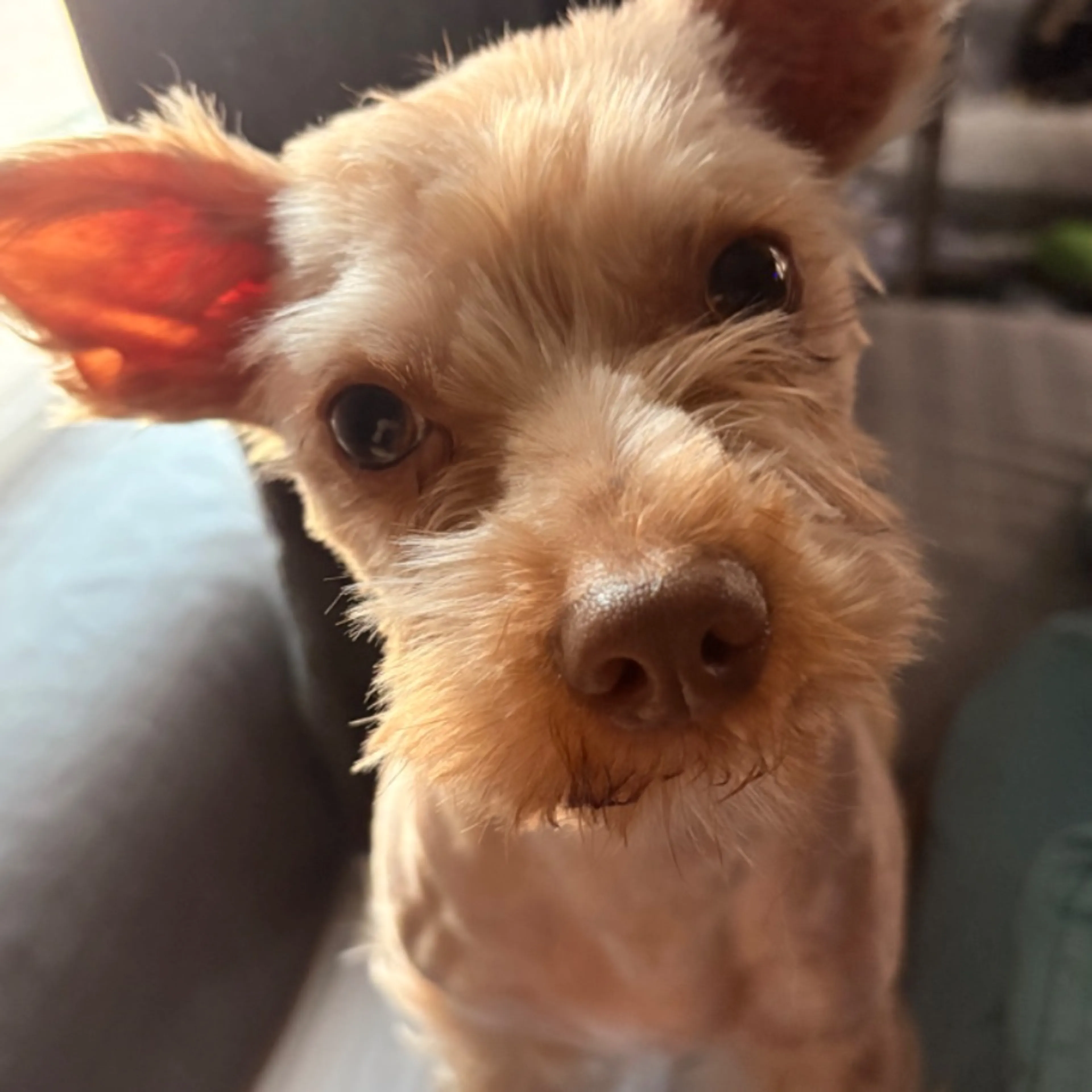 Lost pet