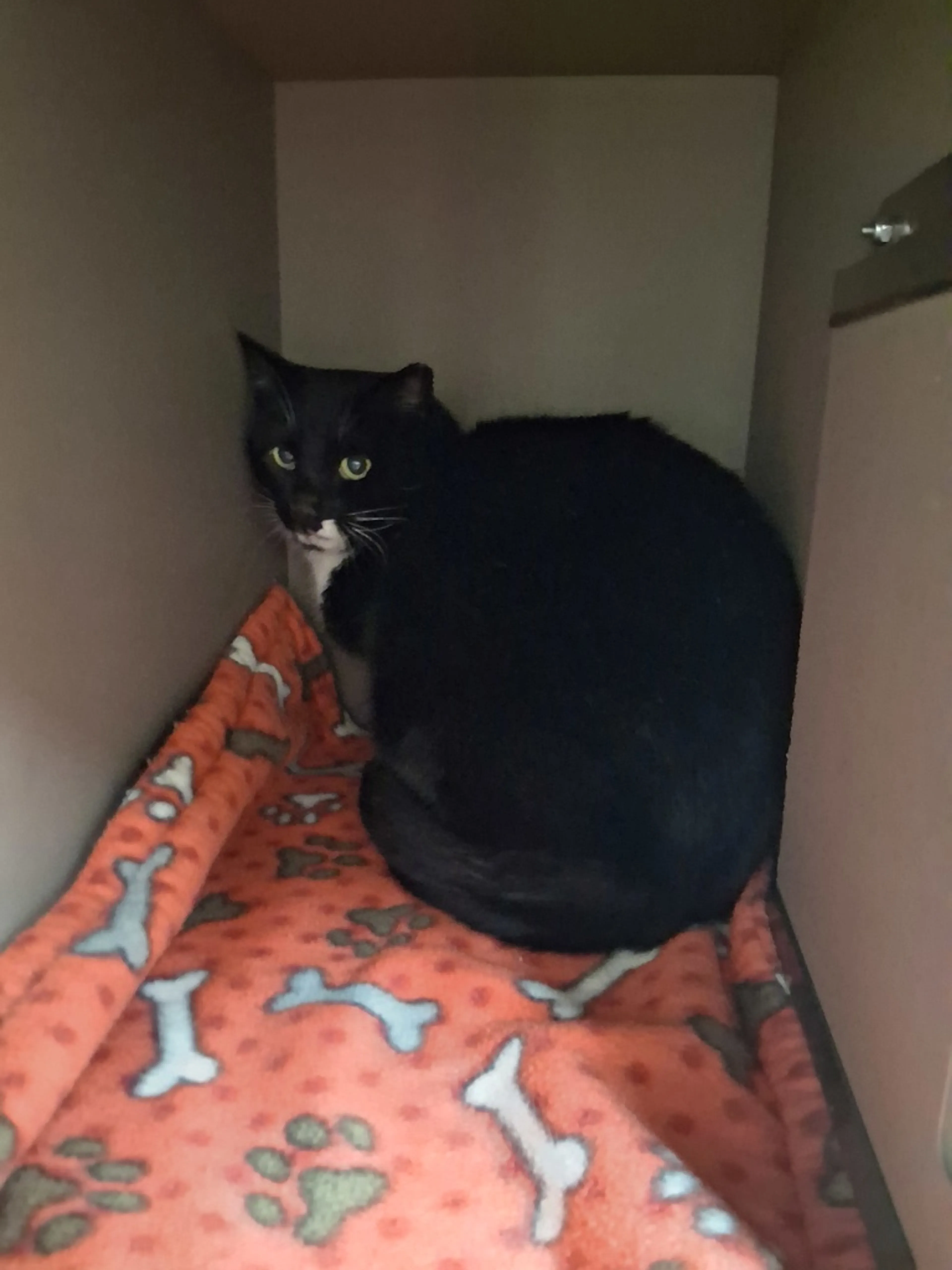Found pet