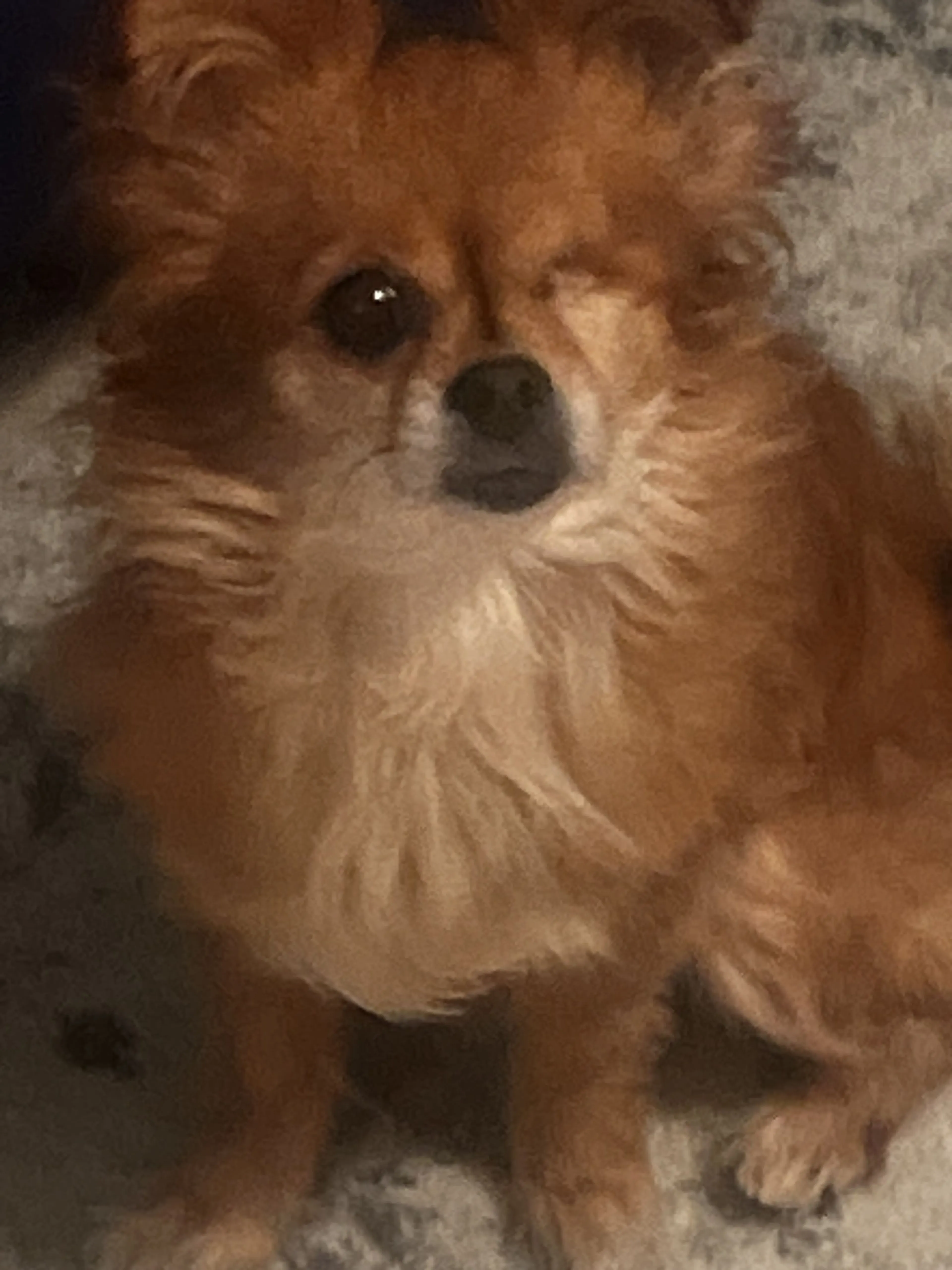 Lost pet