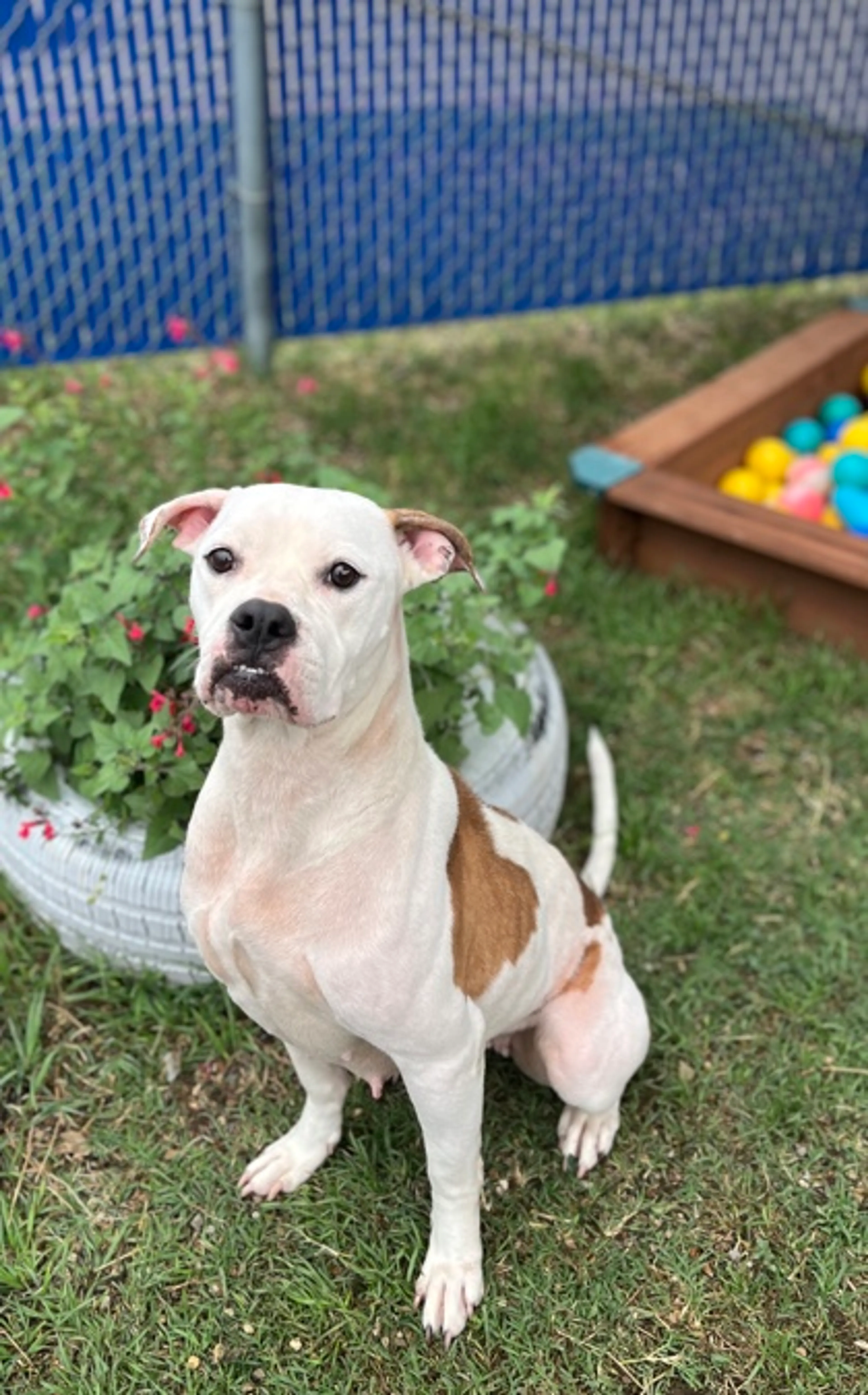 Found pet-2