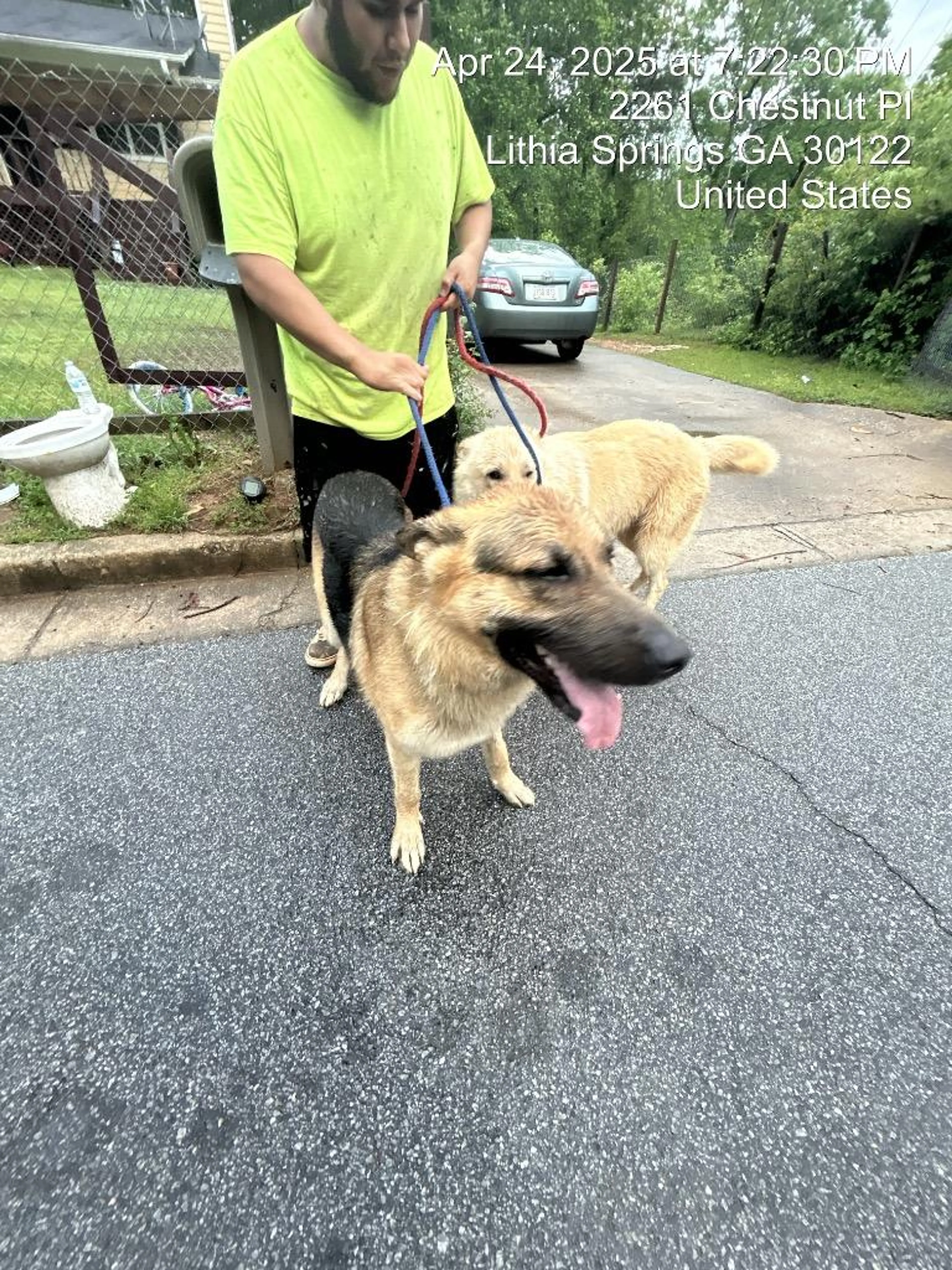 Found pet