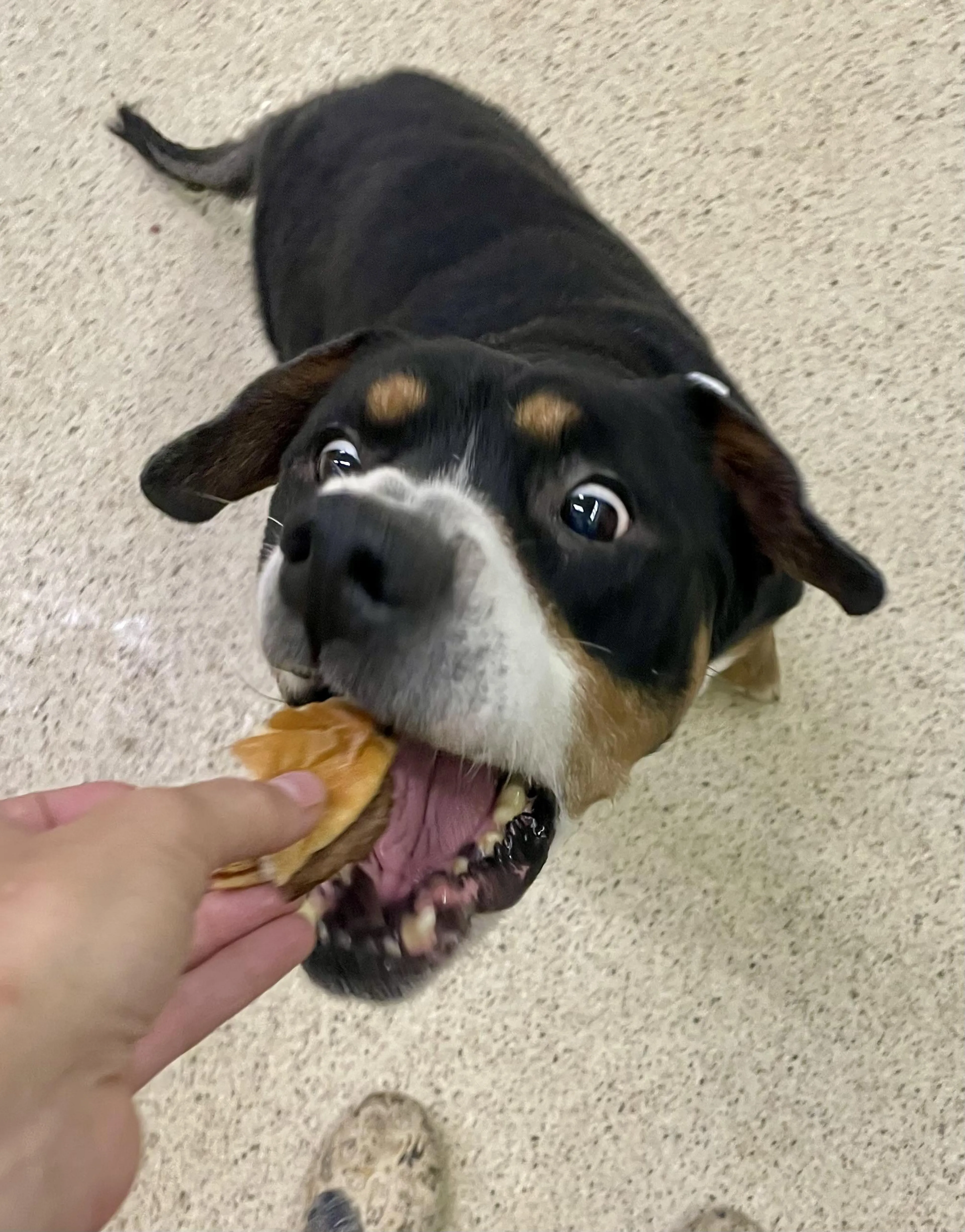 Found pet-2