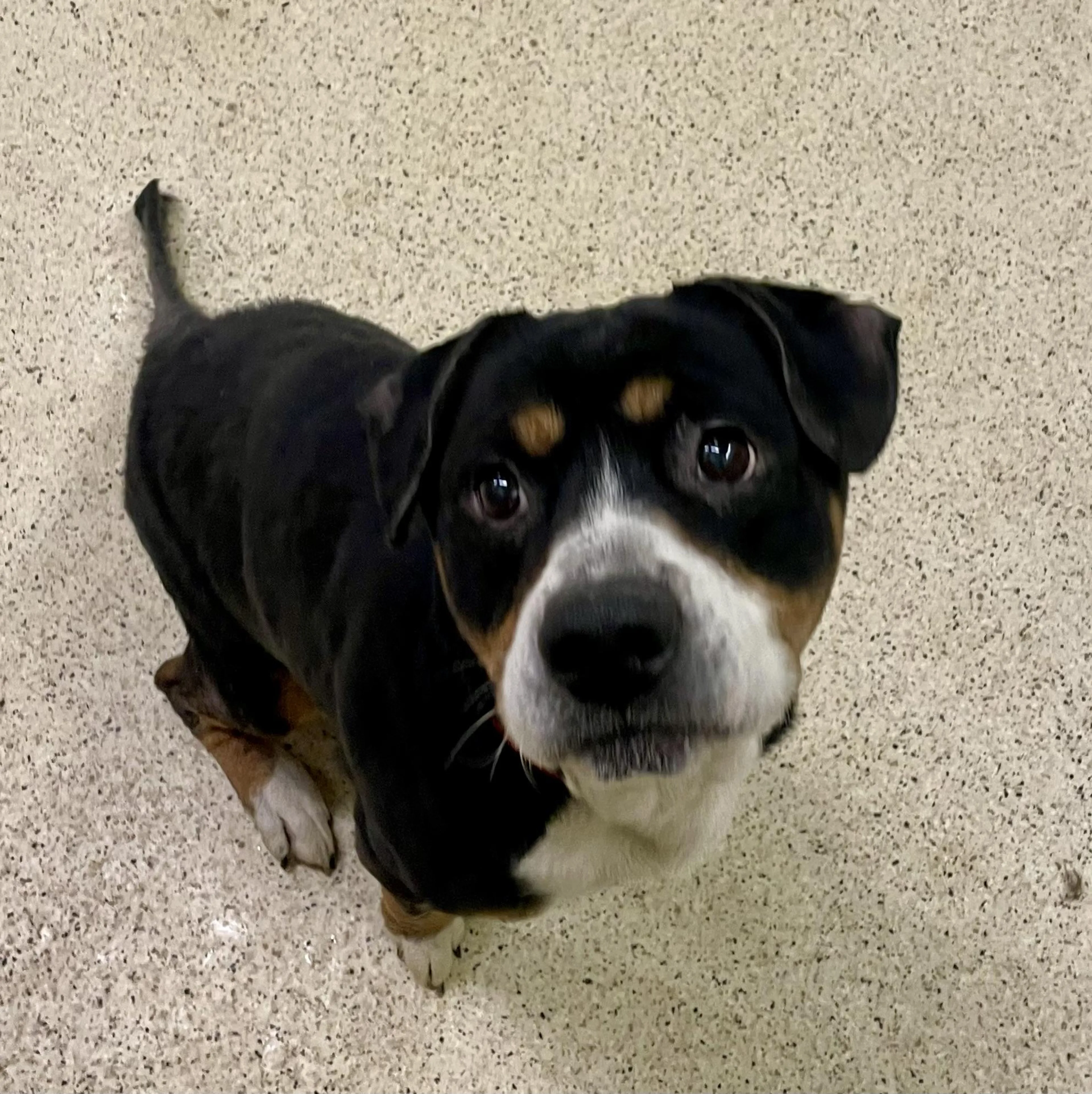 Found pet-4
