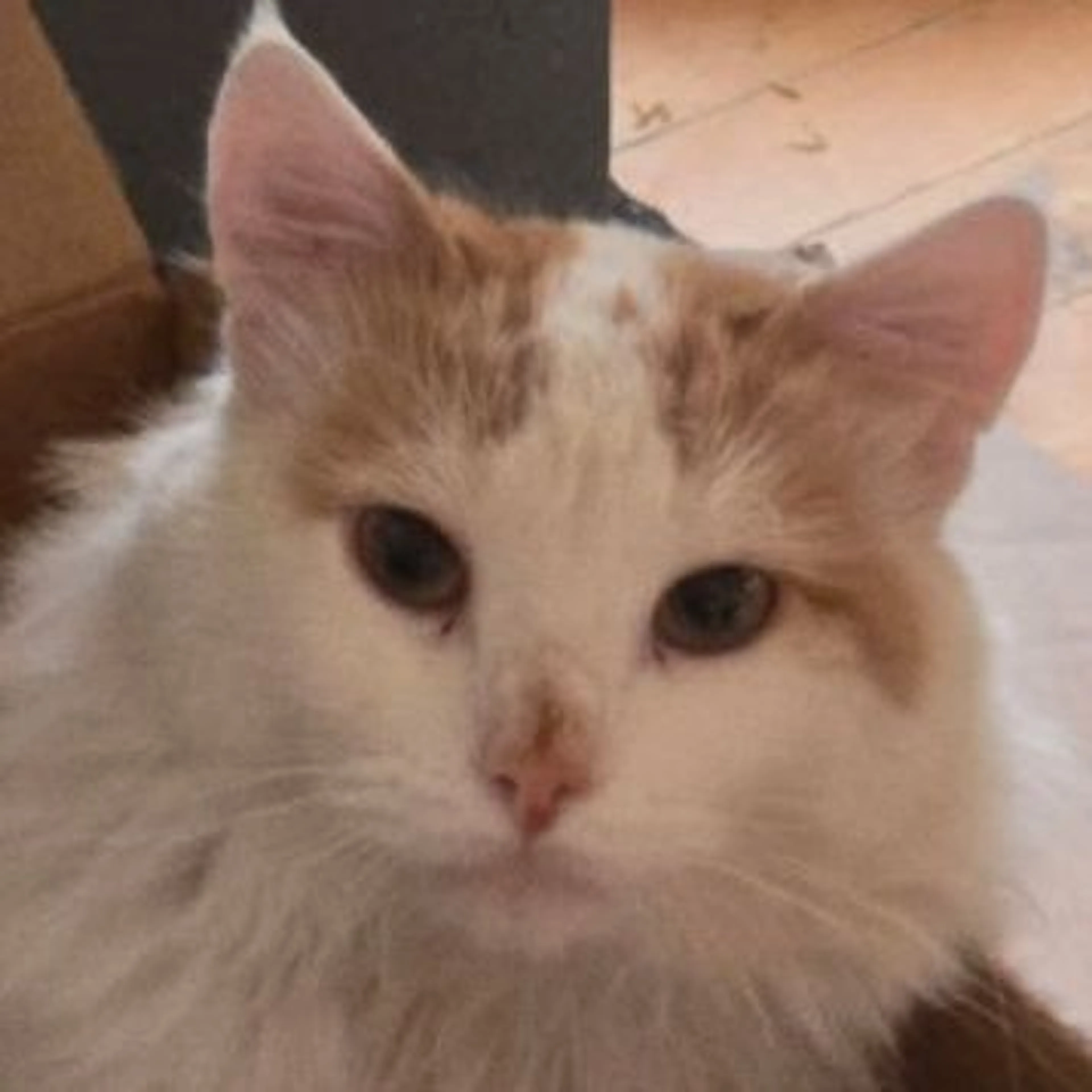 Lost pet-0