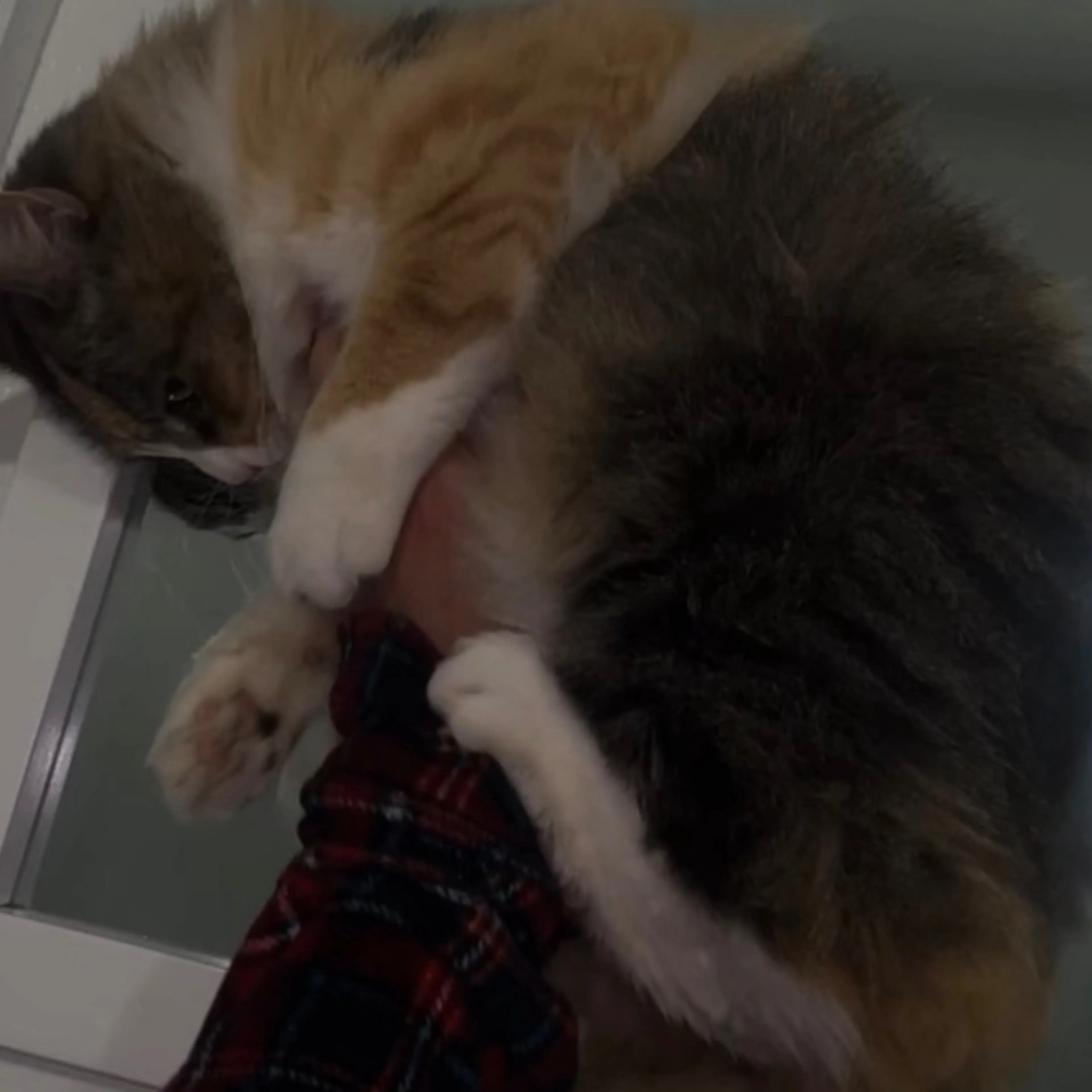 Lost pet-3