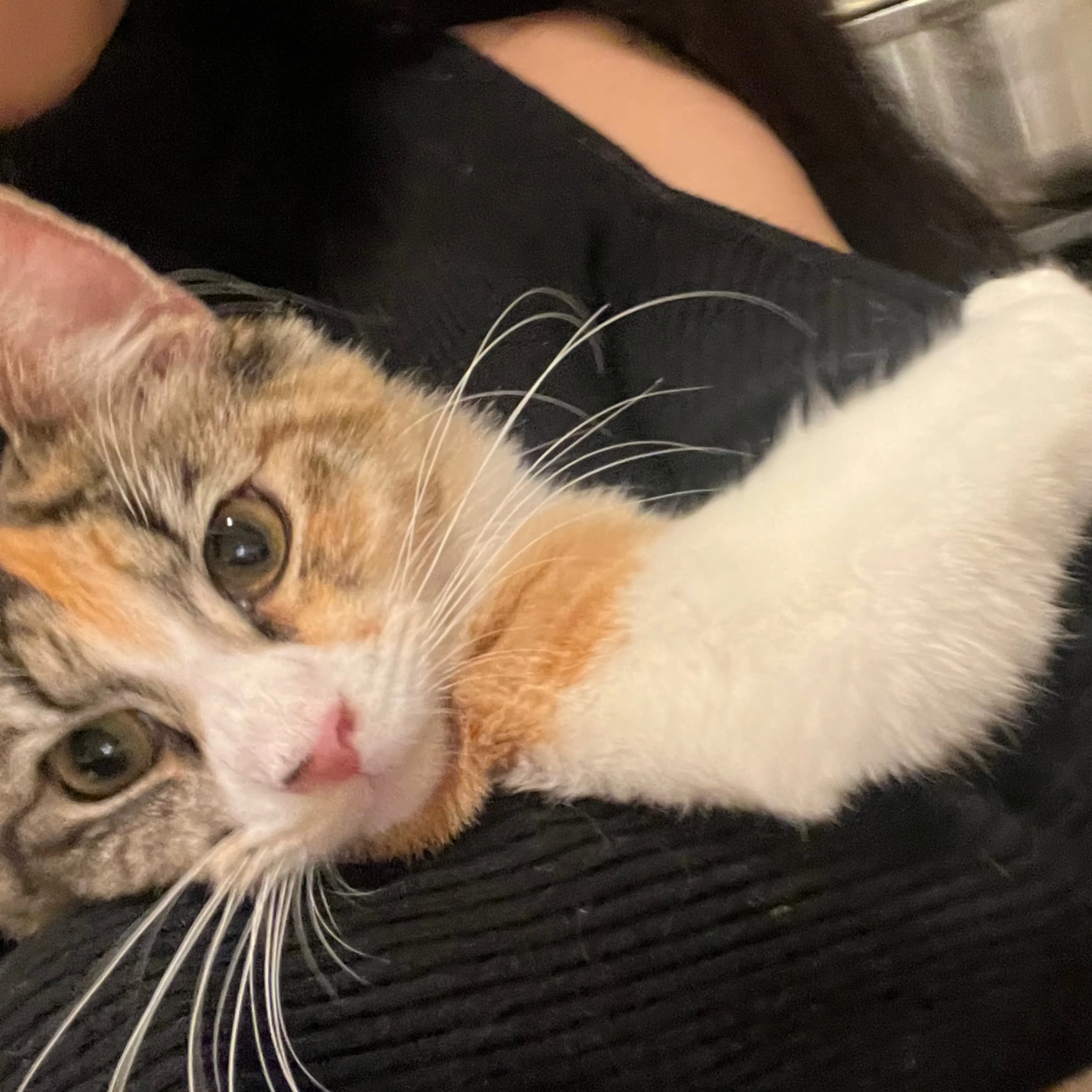 Lost pet-2