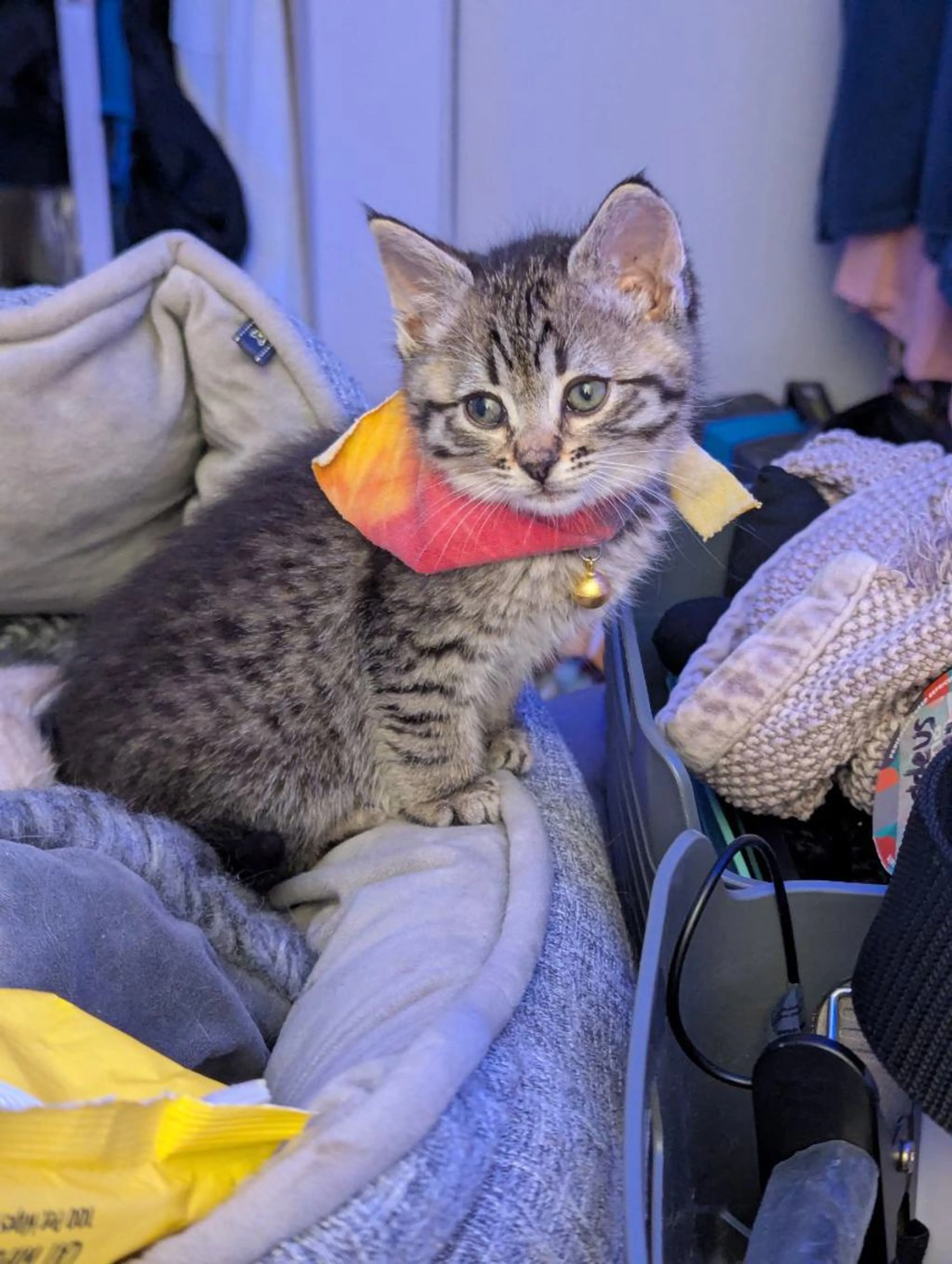 Found pet-0