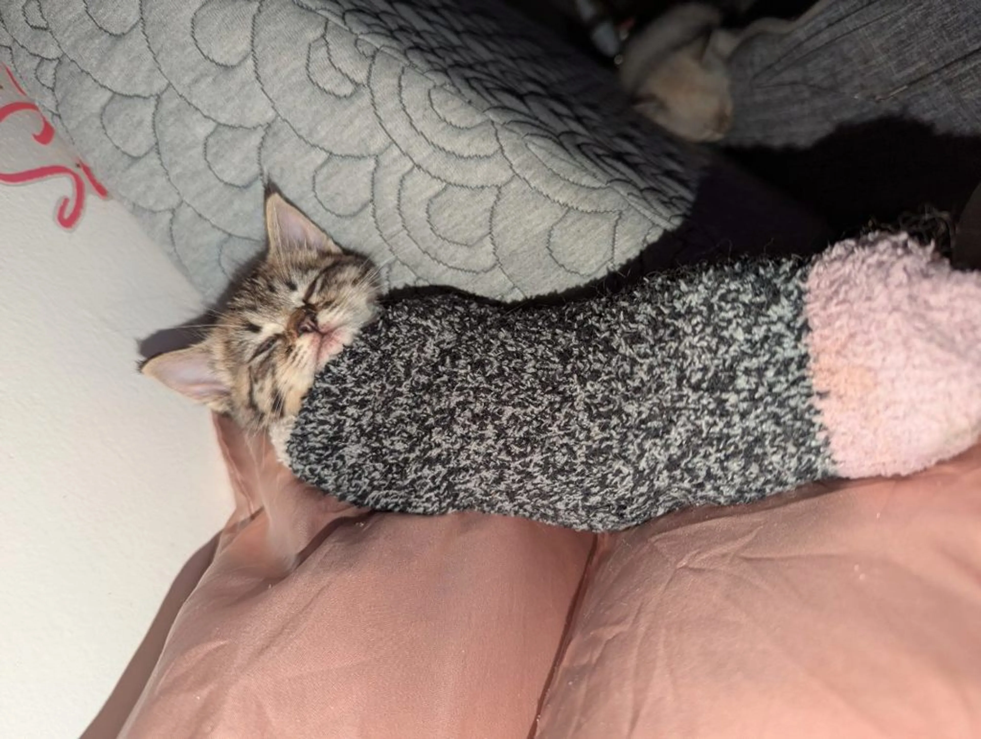 Found pet-1