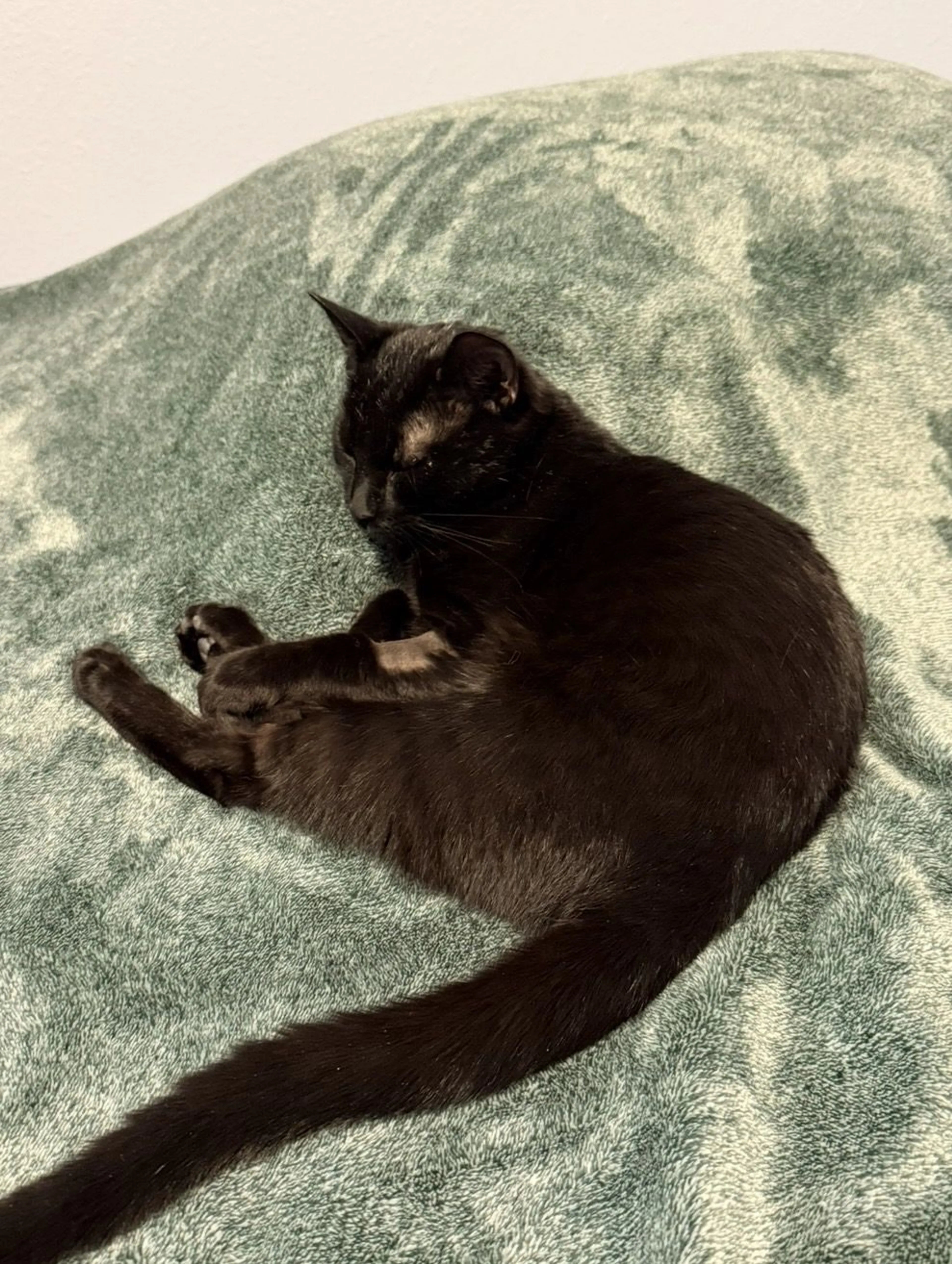 Lost pet-1